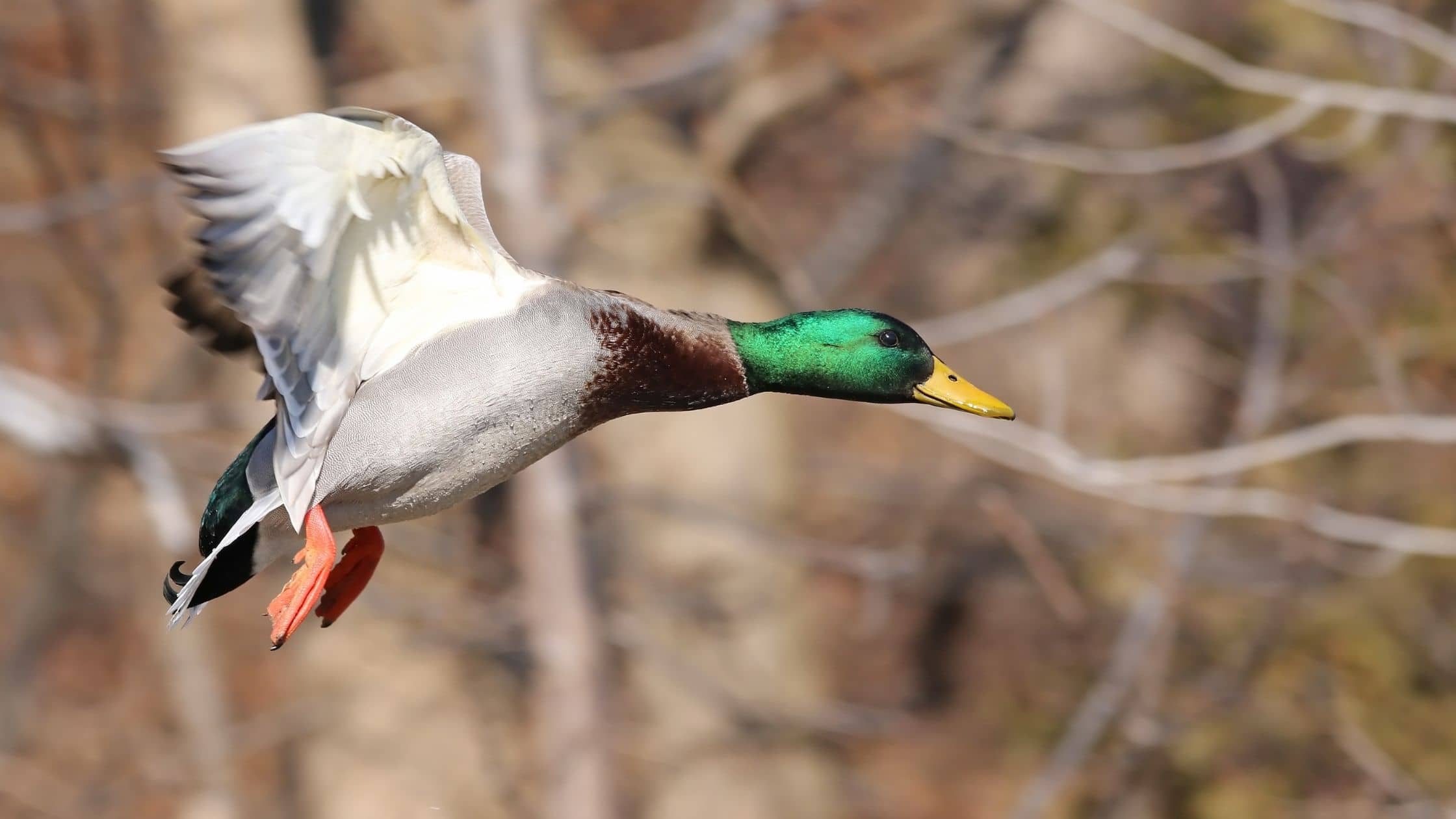duck flying over rural land for sale in southeast arkansas delta
