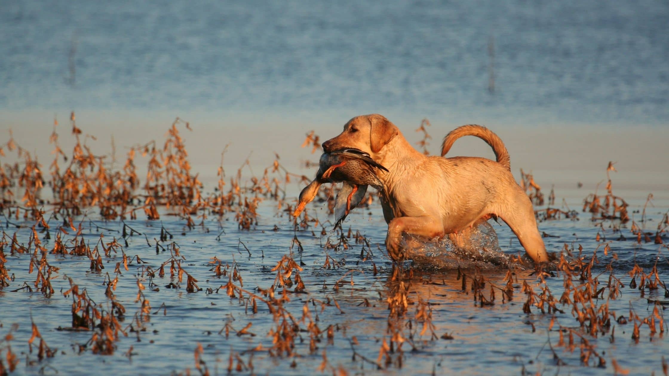 hunting dog on recreational land for sale