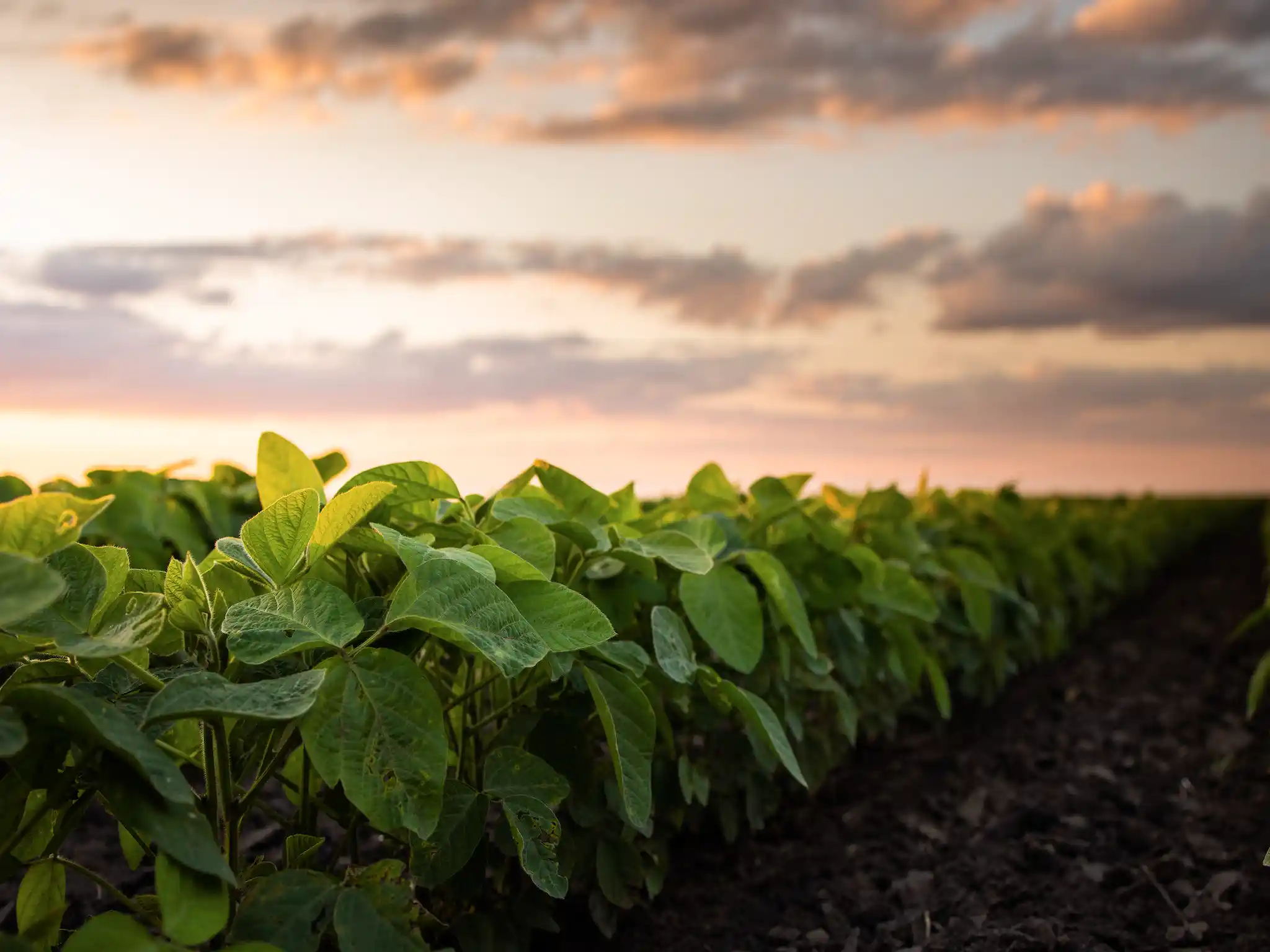 Rows of green plants grow in dark soil under a colorful sky at sunrise or sunset, with soft sunlight illuminating the leaves and clouds scattered across the horizon.