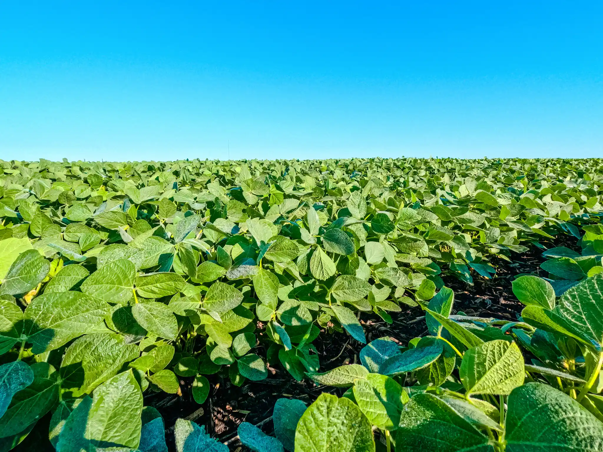A lush green field of soybean plants stretches into the distance under a clear blue sky, with healthy leaves filling the foreground and no trees or buildings in sight.
