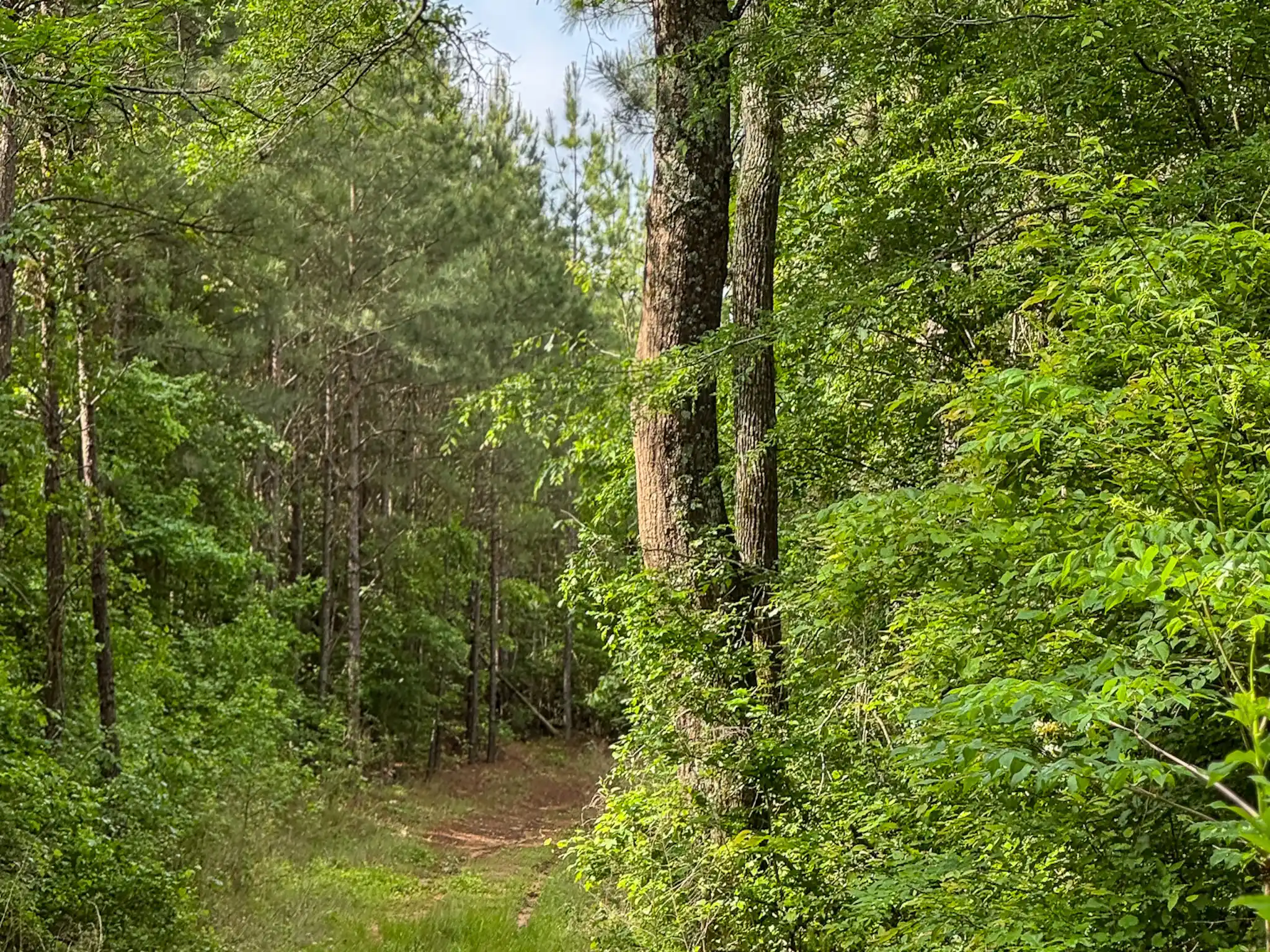 A dirt path winds through a lush green forest with tall trees and thick foliage on both sides, under a partly cloudy sky.