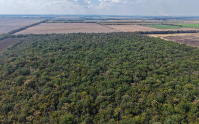 Why Rural Land in Arkansas, Tennessee, Mississippi, and Louisiana Deserves a Place in Your Portfolio