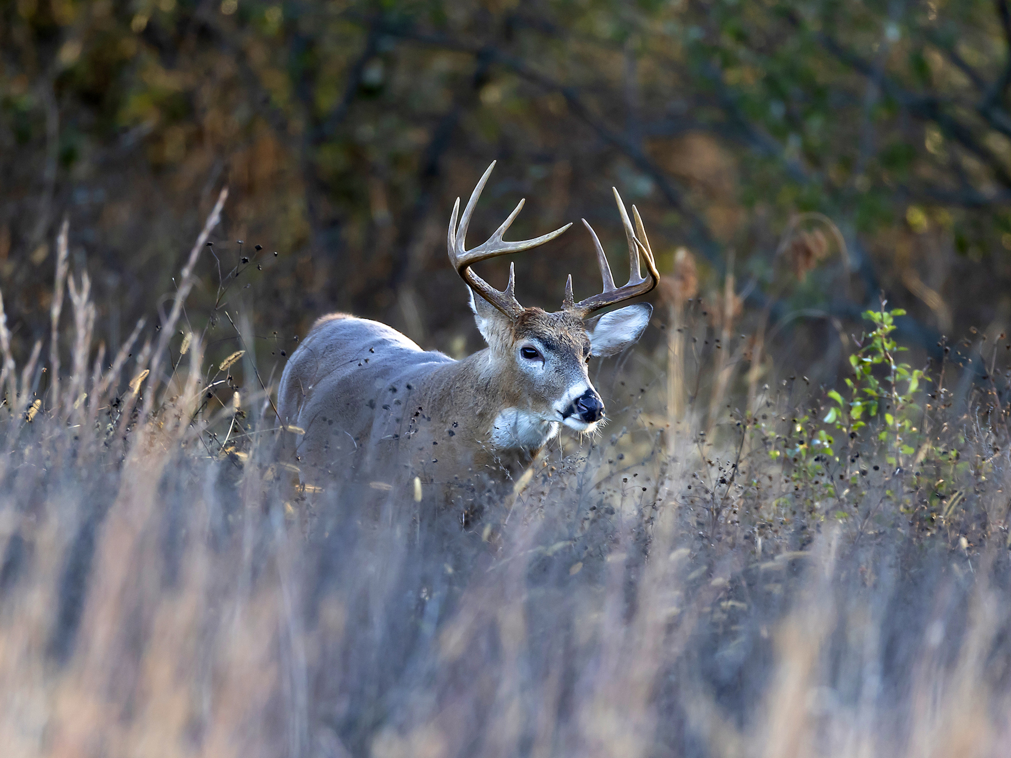A white-tailed deer with large antlers stands alert in tall, dry grass, surrounded by a forest with blurred trees and foliage in the background.