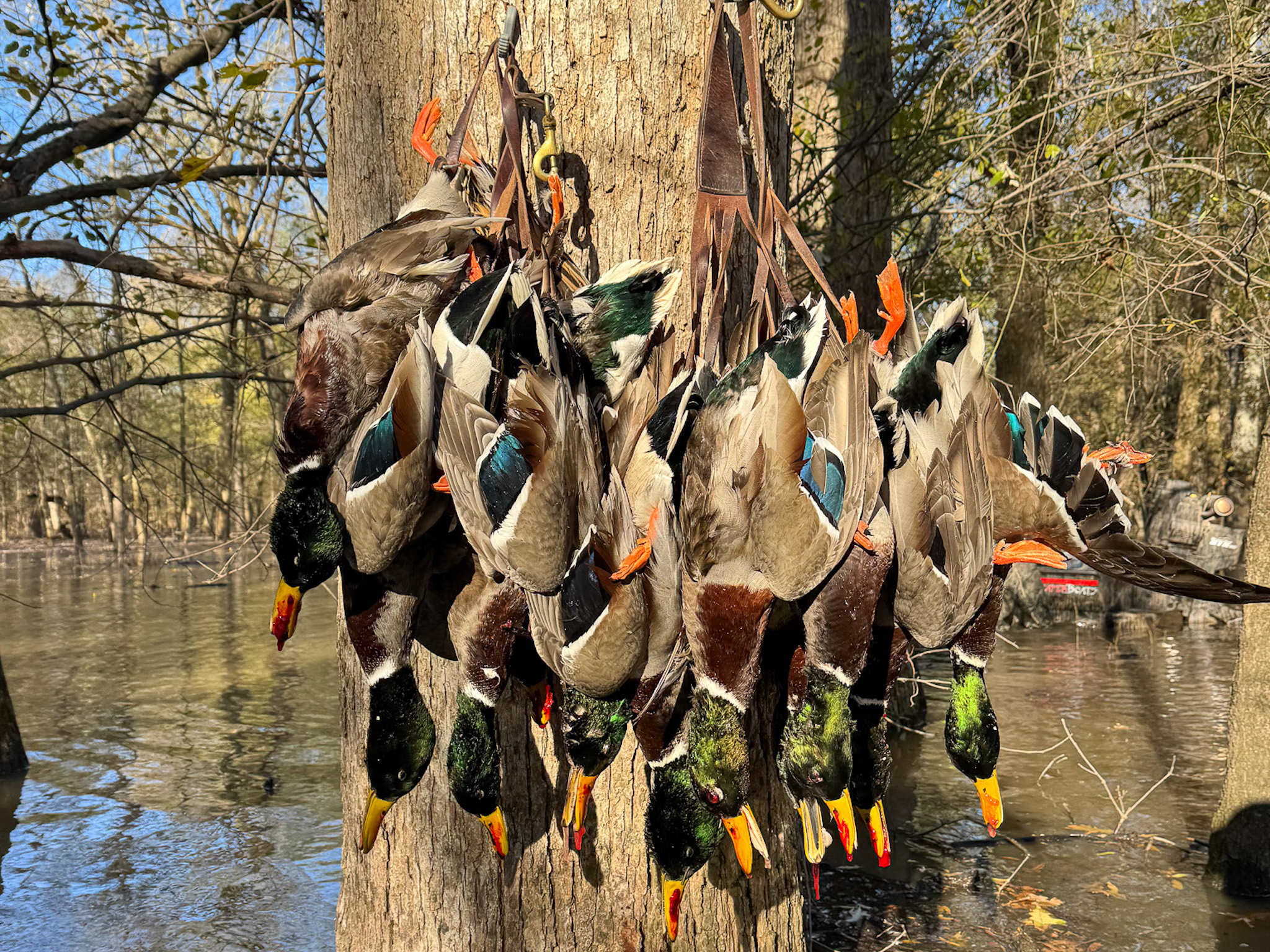 A group of dead mallard ducks with green heads and orange feet are hanging by their necks from a leather strap on a tree trunk beside a flooded, wooded area.