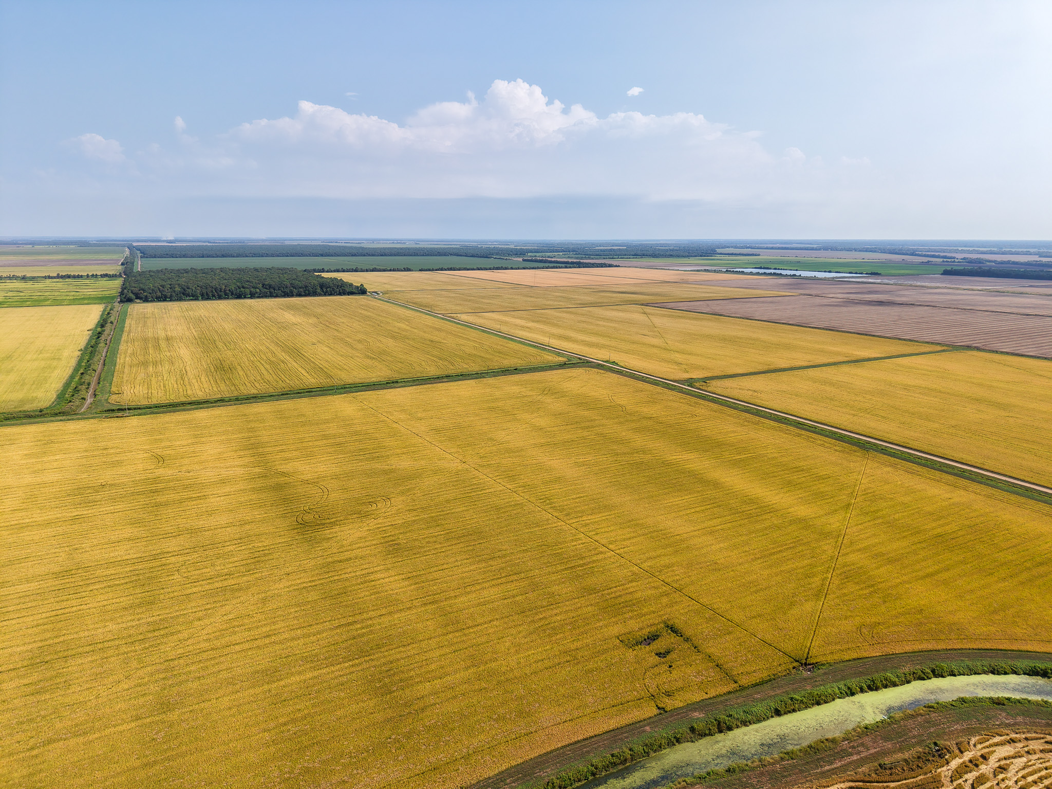 Aerial view of expansive golden farmland divided into large rectangular plots, bordered by green fields and trees under a partly cloudy blue sky.