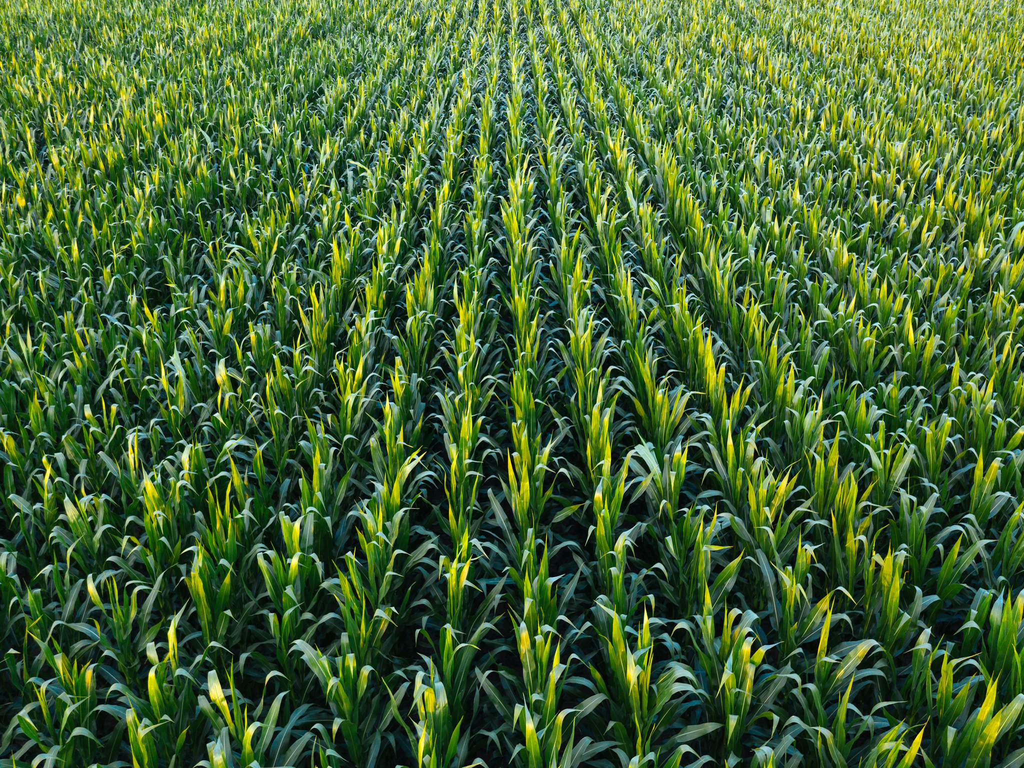 Aerial view of a lush, green cornfield with neat, evenly spaced rows of corn plants stretching into the distance under natural sunlight.