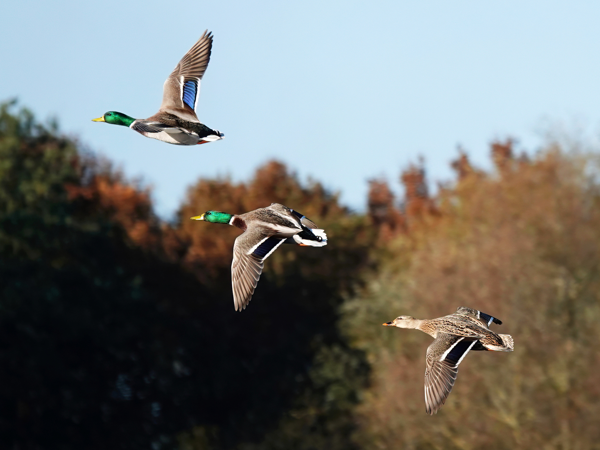 Three mallard ducks are flying in formation against a backdrop of trees with autumn-colored leaves and a clear blue sky. Two males with green heads and one female with brown plumage are visible.