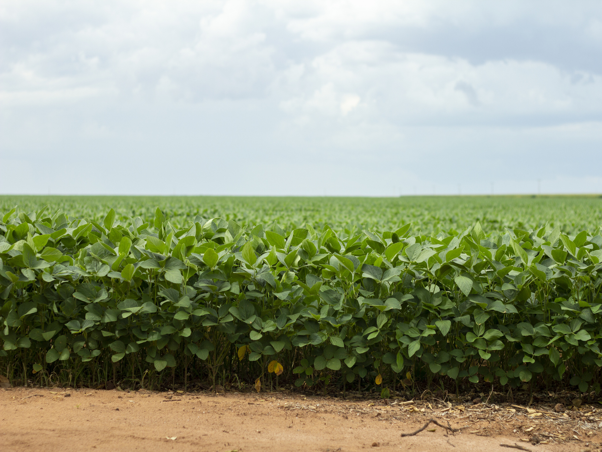A lush, green soybean field stretches into the distance under a cloudy sky, with a strip of bare soil in the foreground.