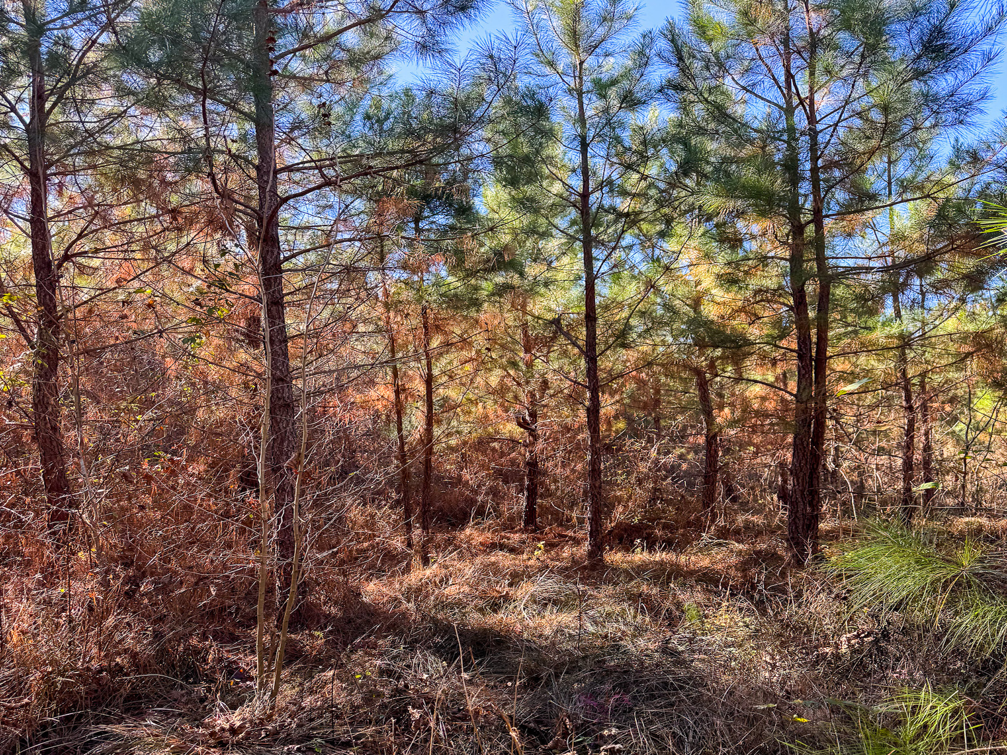 A sunlit forest scene with young pine trees and dry grass covering the forest floor, with blue sky visible through the branches.
