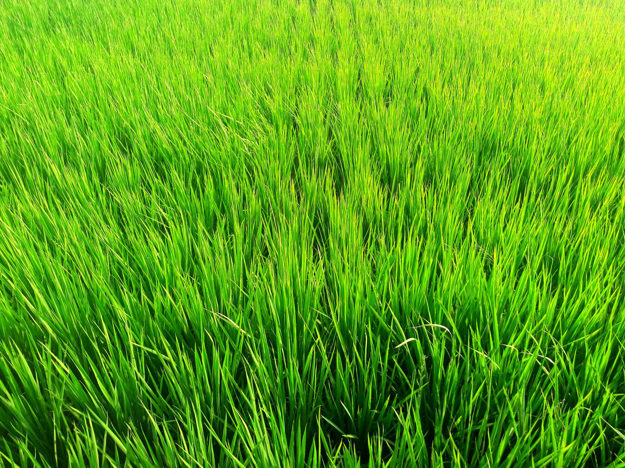 A close-up view of a lush green field filled with tall, vibrant grass blades growing densely under bright sunlight.