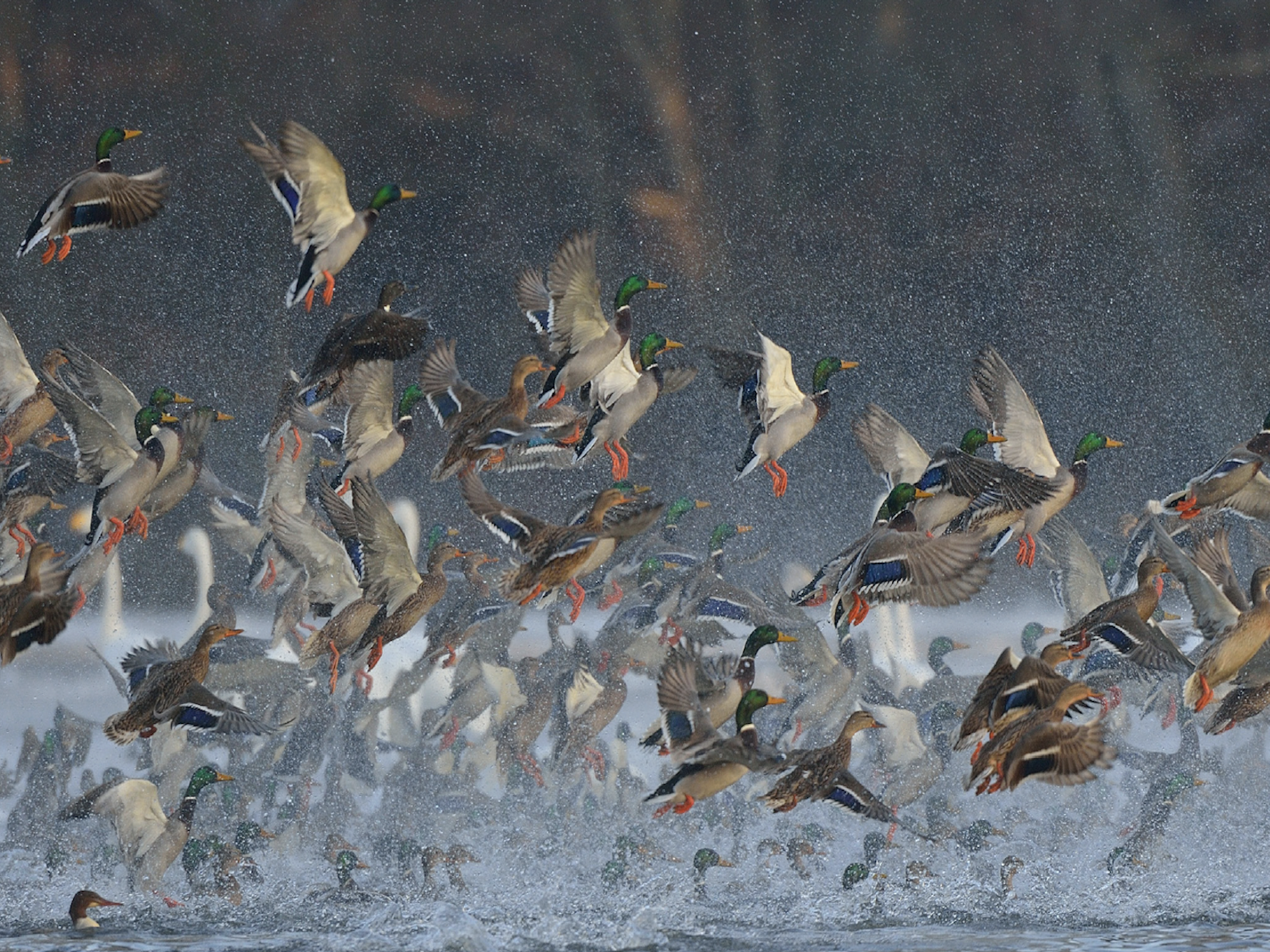 A large flock of ducks takes off from a body of water, flapping their wings as spray rises around them. The scene is dynamic, with many ducks in mid-air and others just leaving the water’s surface.