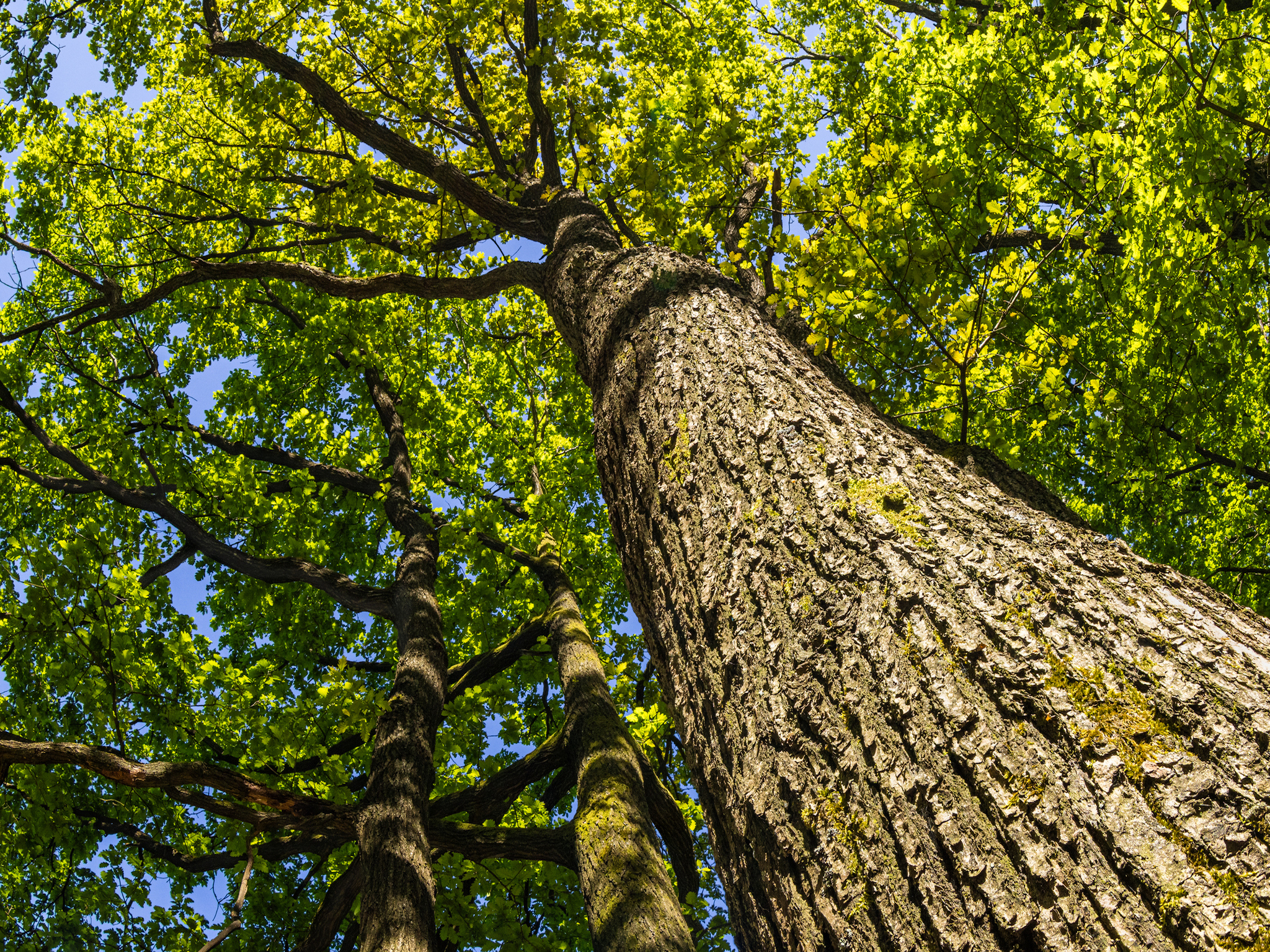 View from the base of a tall tree looking upward, showing rough textured bark and spreading branches filled with green leaves against a bright blue sky. Sunlight filters through the foliage.