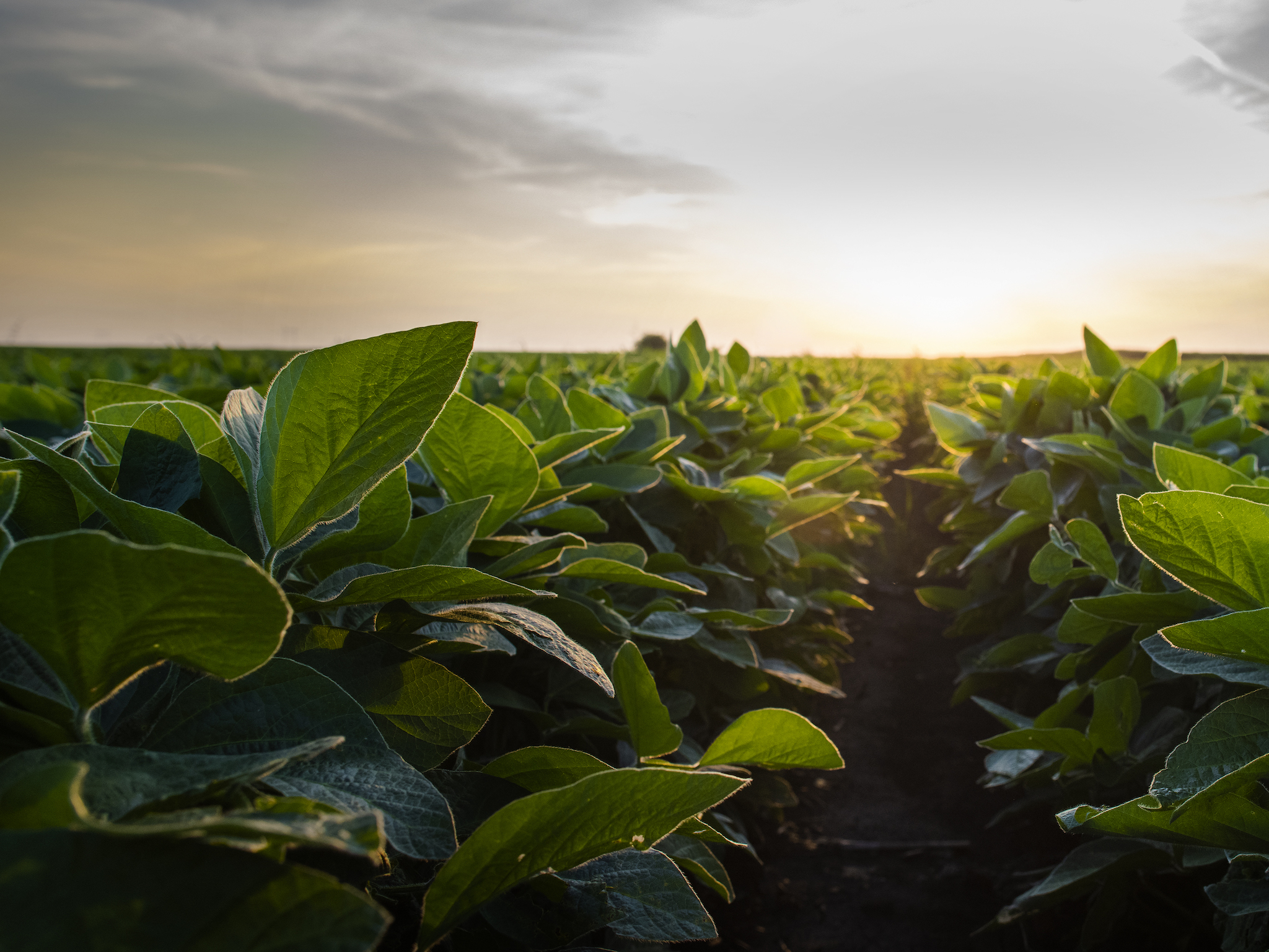Rows of green crops grow in a field under a bright, setting sun. The sky is partly cloudy, and the sunlight casts a warm glow on the leaves and soil.