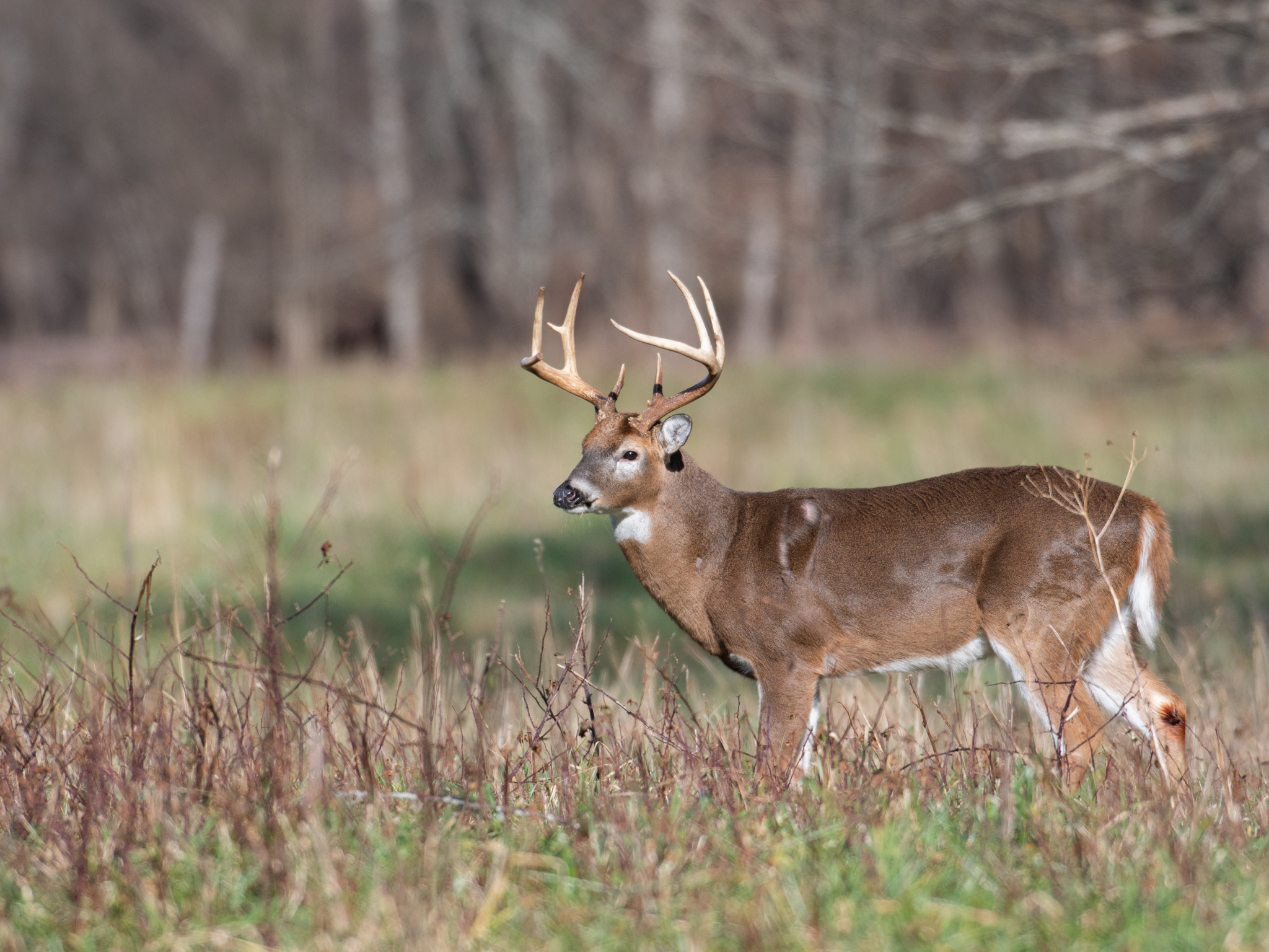 A white-tailed deer with large antlers stands alert in a grassy field with dried vegetation, against a blurred backdrop of leafless trees.