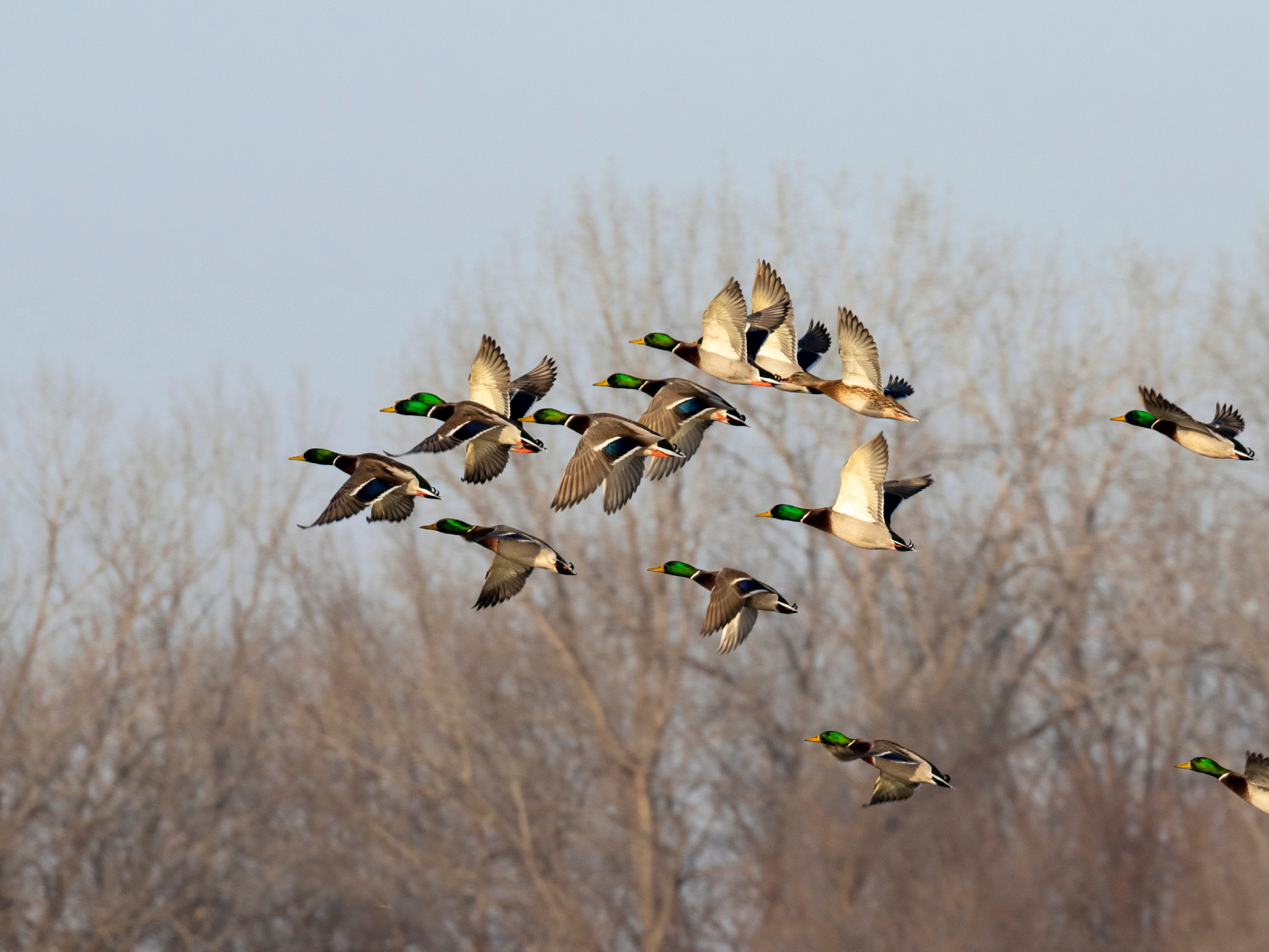 A flock of mallard ducks with green heads and brown bodies flies together in the sky above leafless trees on a clear day.
