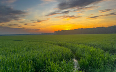 Arkansas Rice Growers Face a Squeeze — And a Push for Tariff Relief