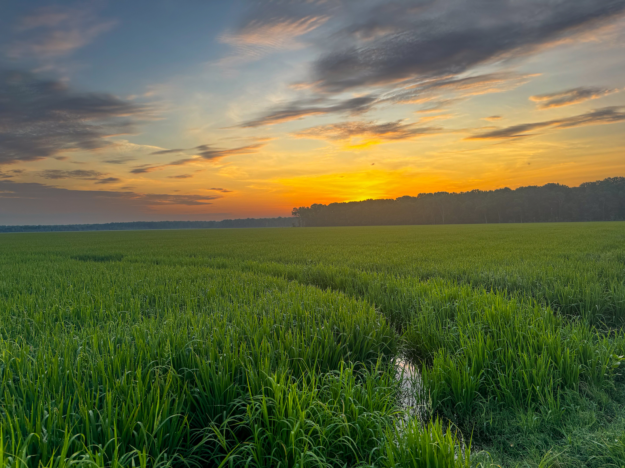 A vibrant green field stretches into the distance under a colorful sky at sunset, with golden and orange hues on the horizon and scattered clouds, bordered by a line of dark trees.