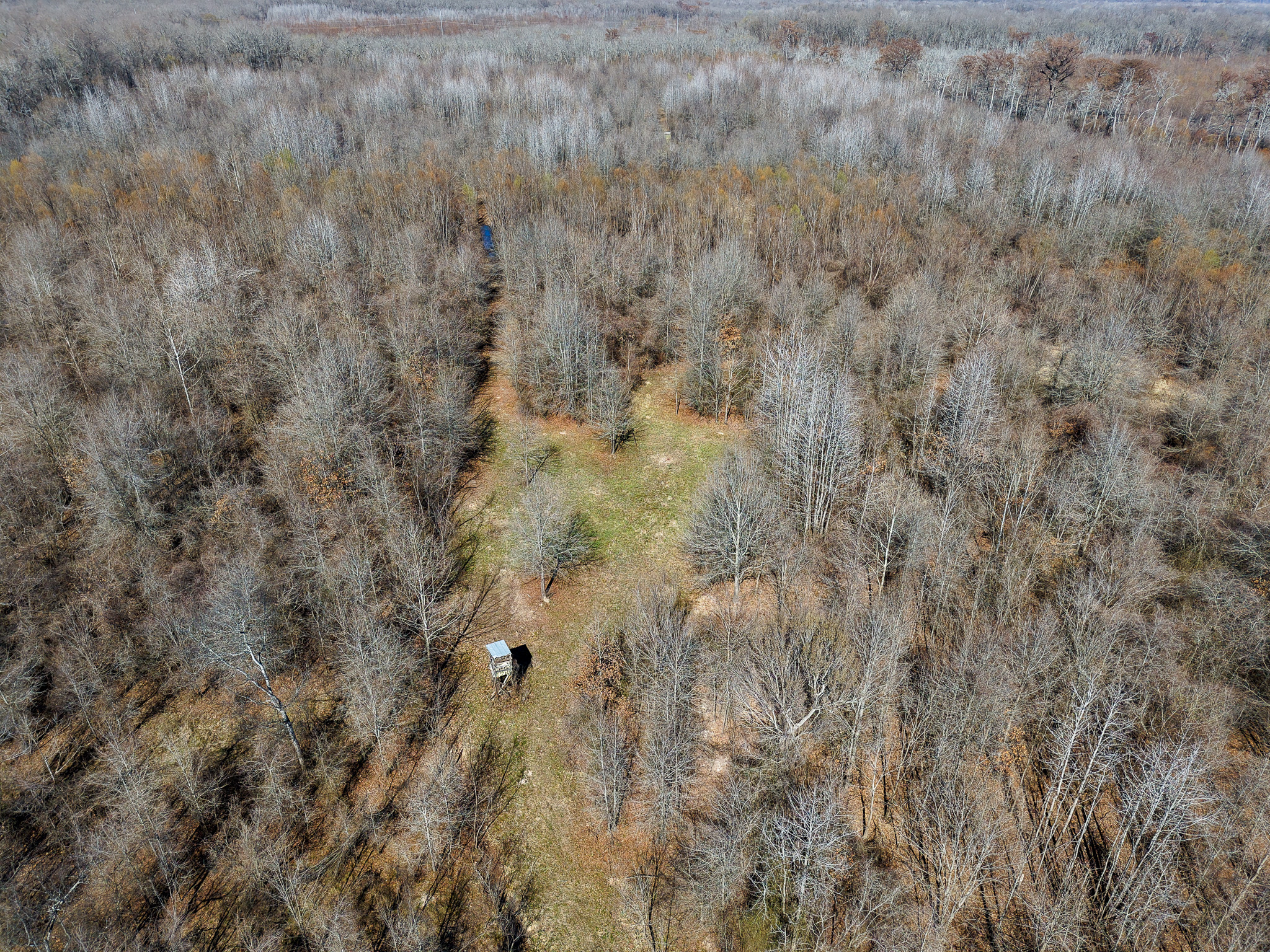 Aerial view of a forest with leafless trees, patches of grass, and a small raised deer stand or hunting blind in a clearing near the center of the image. The landscape appears to be in late autumn or early spring.