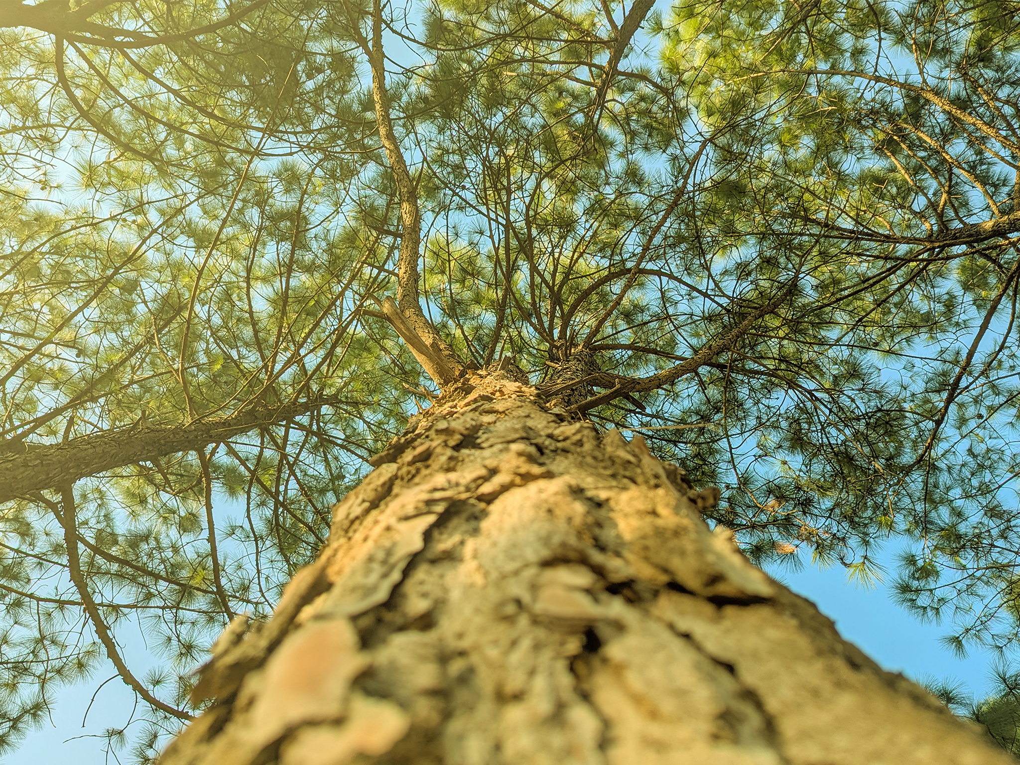 Close-up view of a tall tree trunk shot from below, with textured bark in focus and green branches with needles spreading out against a blue sky in the background. Sunlight filters through the foliage.