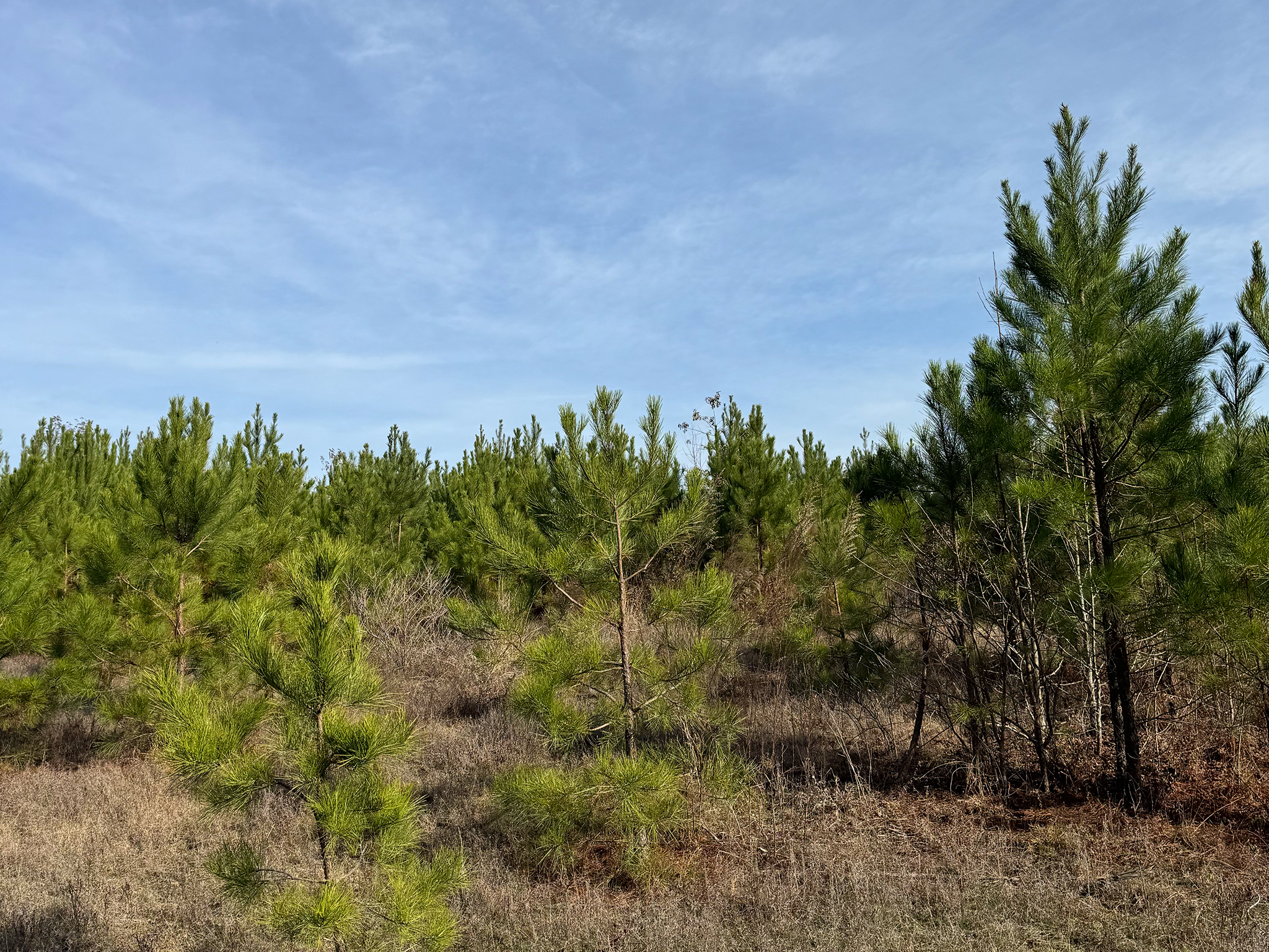 A field of young pine trees grows under a partly cloudy sky, with dry grasses covering the ground and dense green foliage in the background.