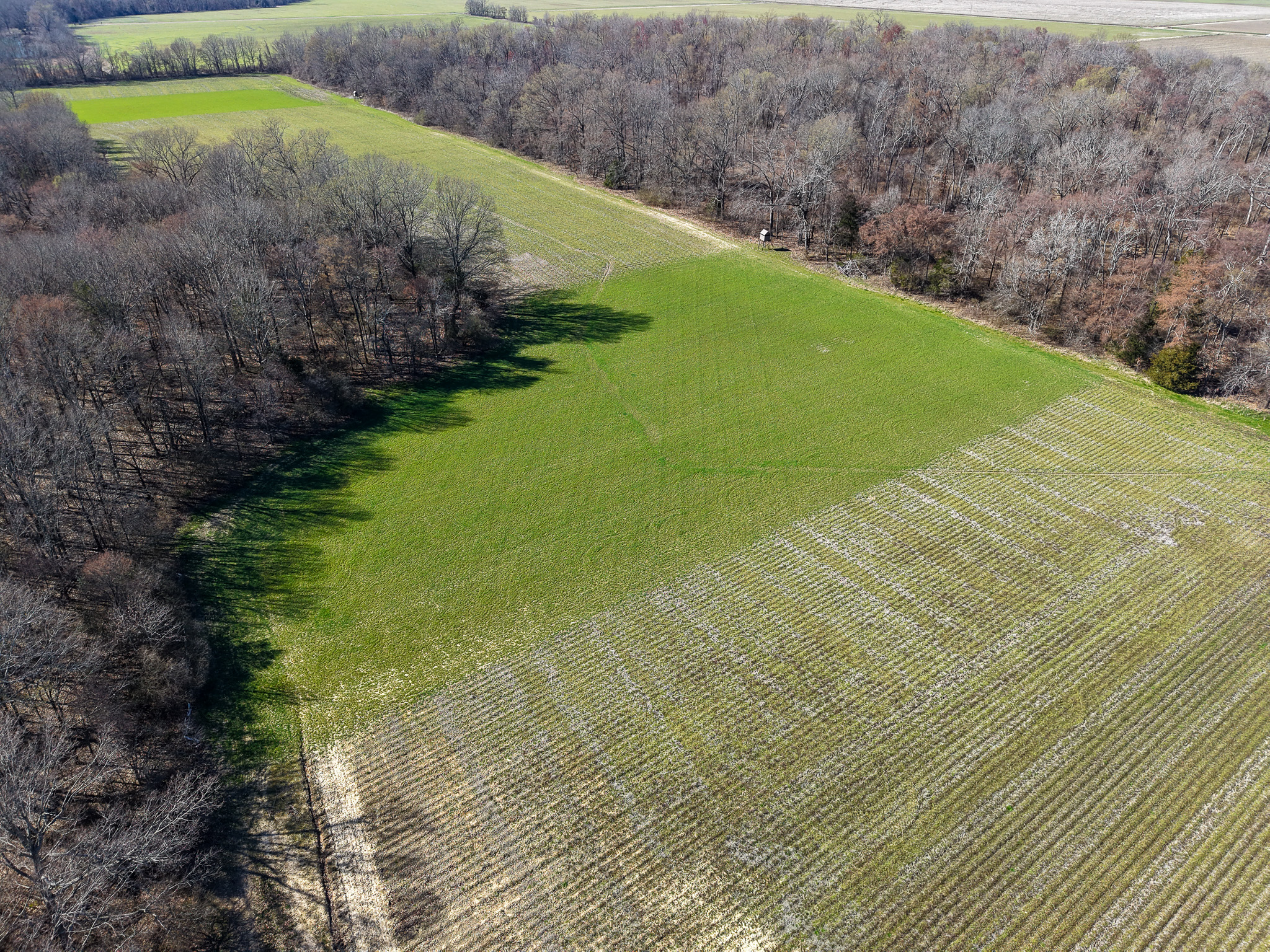 Aerial view of a green field bordered by leafless trees, with patches of sunlight and lines indicating crop rows. The field is surrounded by forest and other open land under a clear sky.