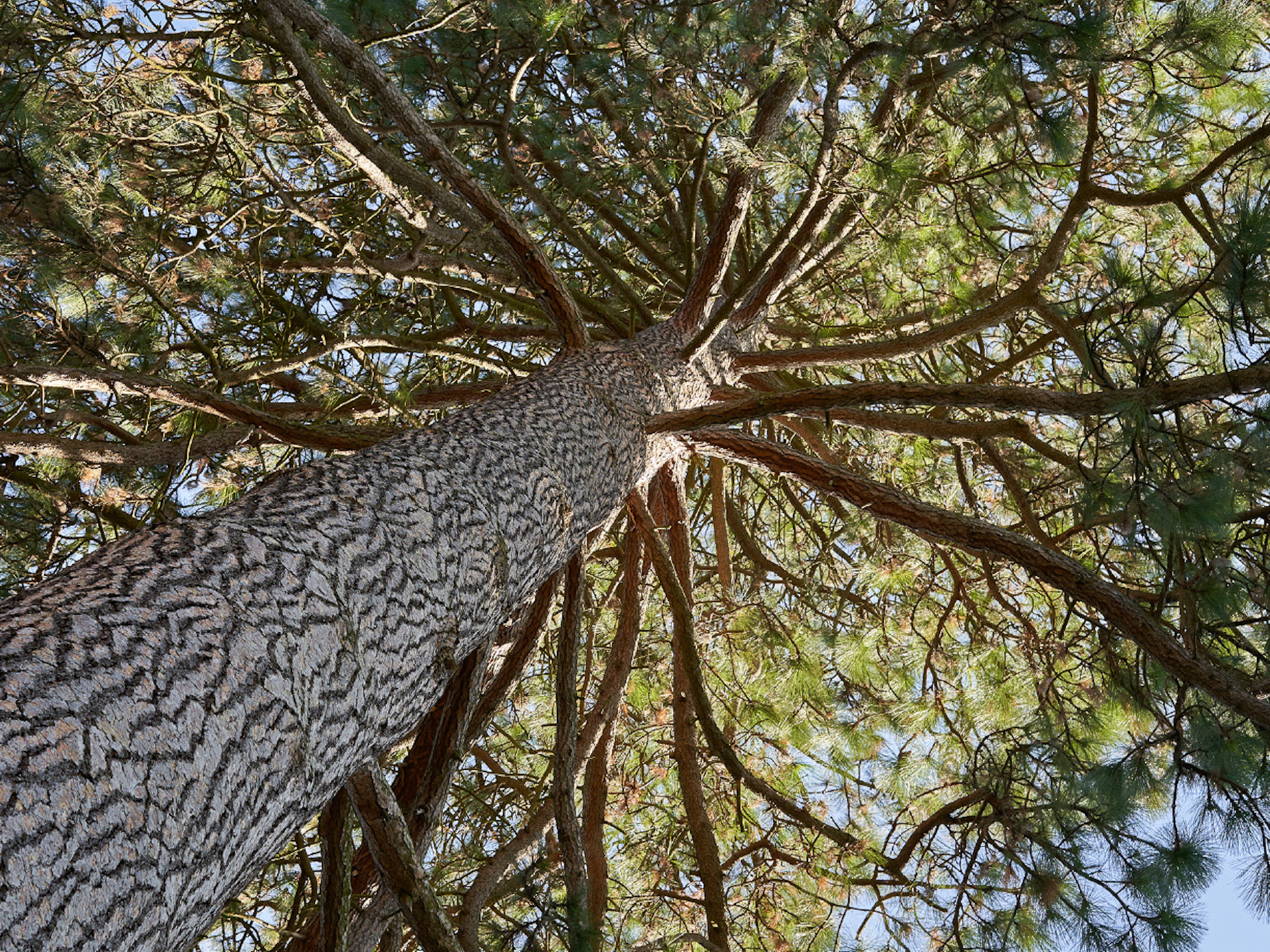 Low-angle view looking up at a tall tree trunk with textured bark, spreading branches, and clusters of green needles against a bright sky. Sunlight filters through the foliage, creating a natural canopy overhead.