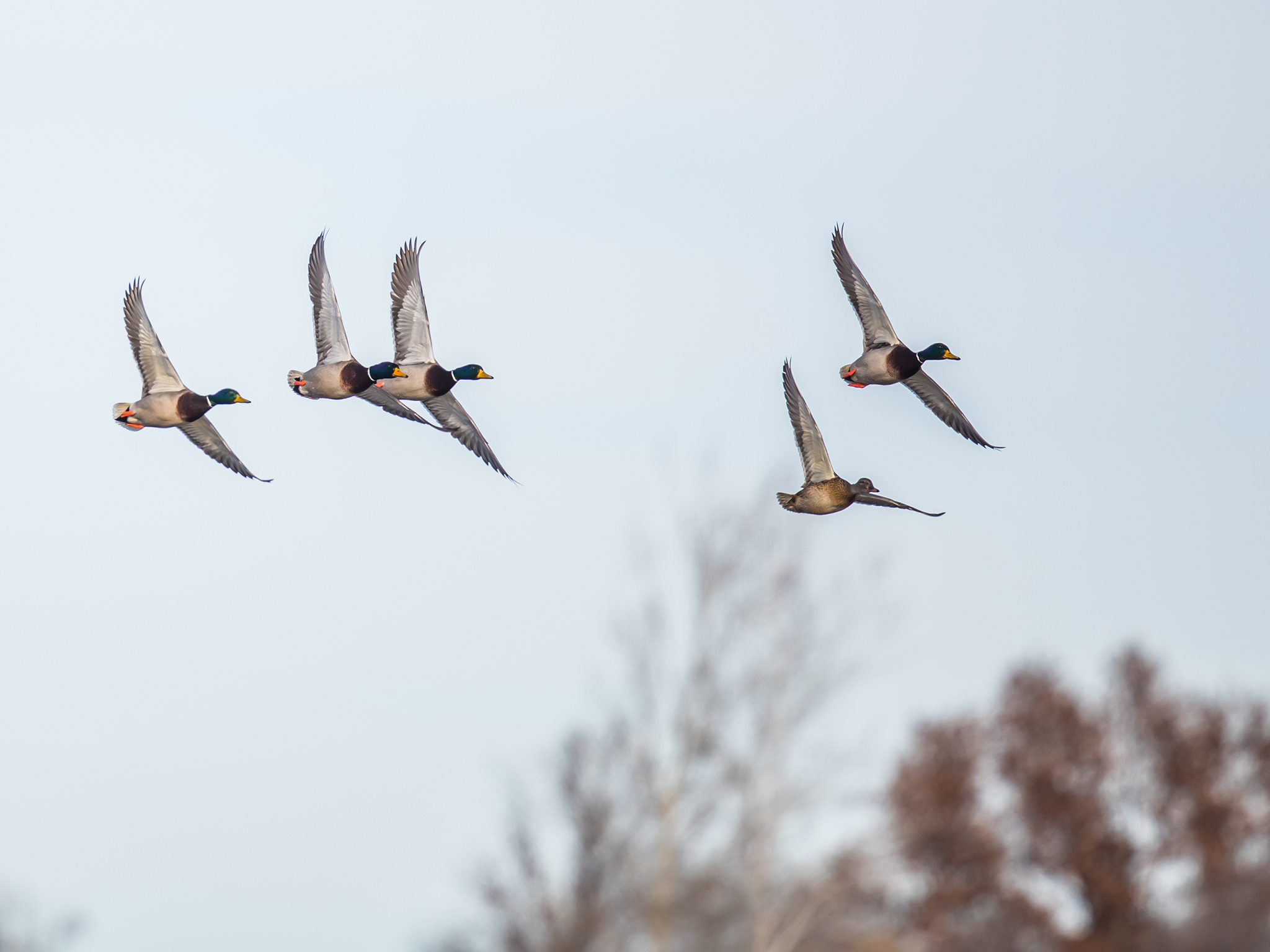 Five mallard ducks fly in a V-formation against a pale sky, with blurred trees and foliage in the background.