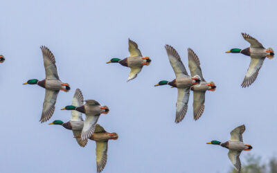 Reading the 2026 Waterfowl Survey: What It Means for This Season