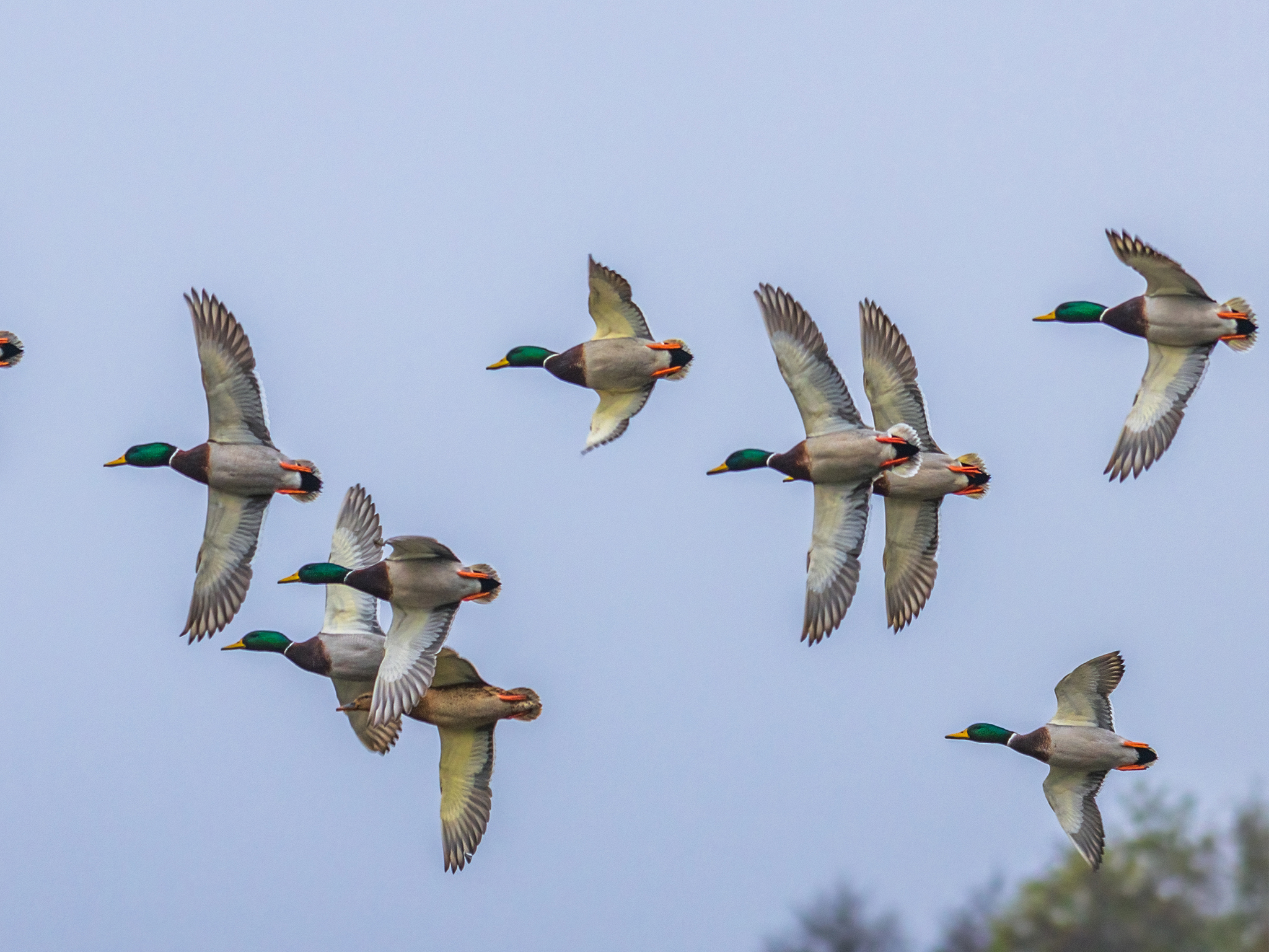 A flock of mallard ducks with green heads and brown bodies flies against a clear blue sky, with some blurred trees visible in the lower right corner.