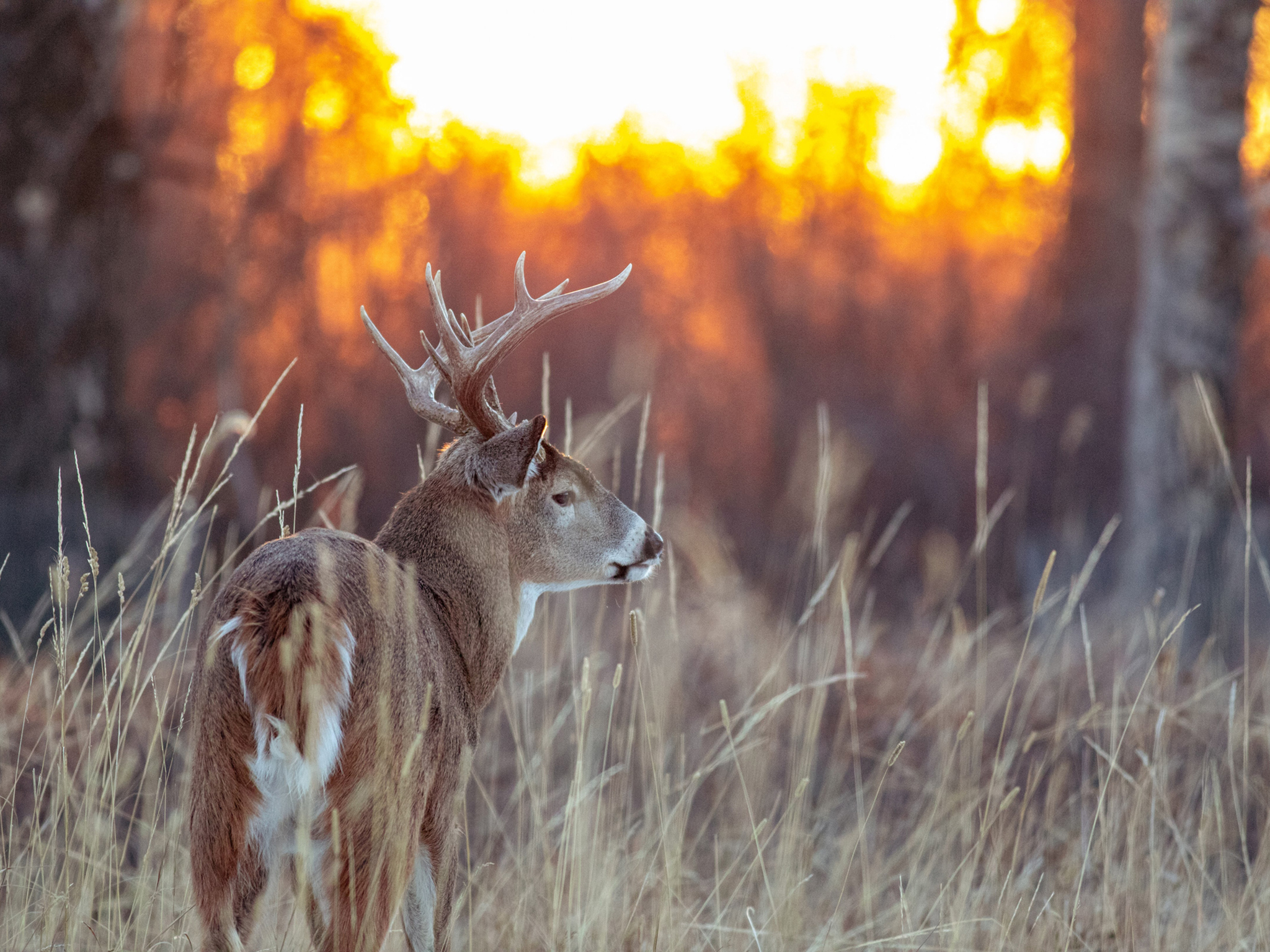 A white-tailed deer with large antlers stands in tall grass, looking to the side as the sun sets, casting a warm, golden glow over the blurred trees in the background.