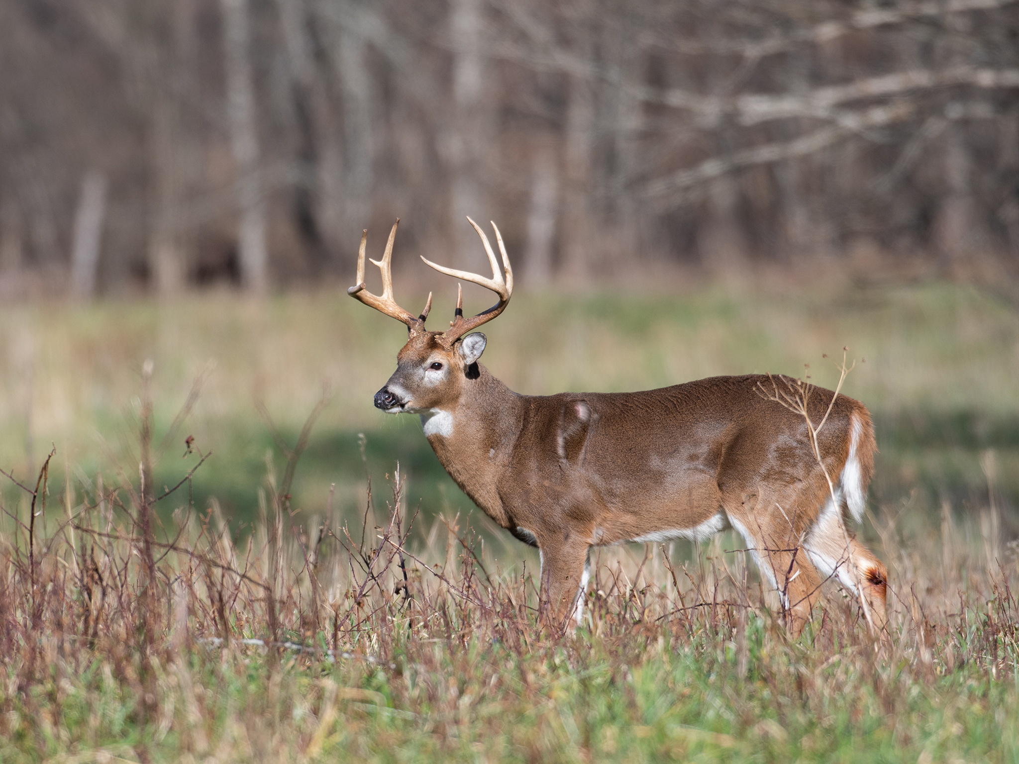 A white-tailed deer buck with large antlers stands alert in a grassy, sunlit field with a blurred background of leafless trees.