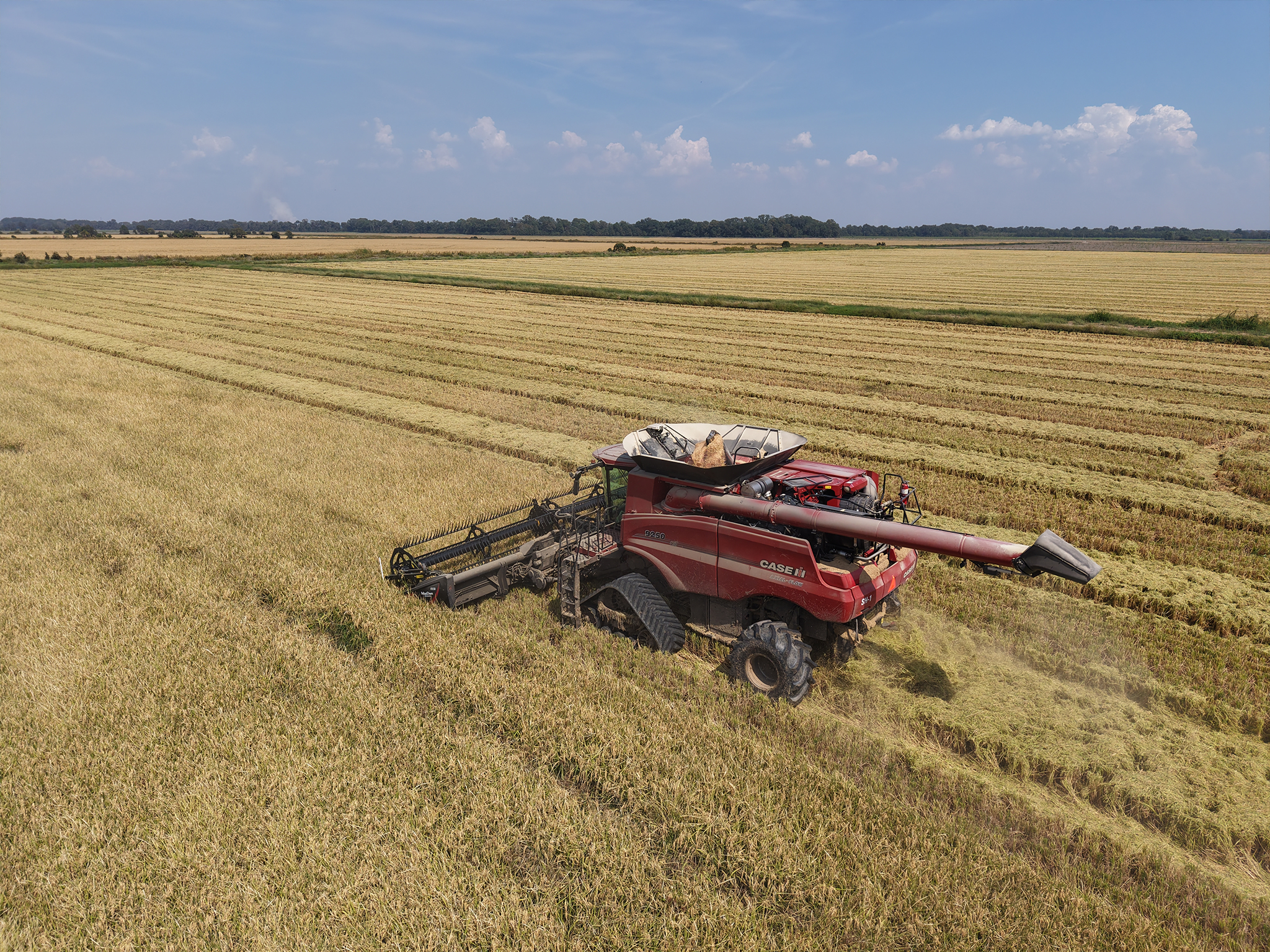 A red combine harvester moves through a large, golden field under a blue sky, cutting and collecting crops with harvested rows visible behind it. Trees line the horizon in the distance.