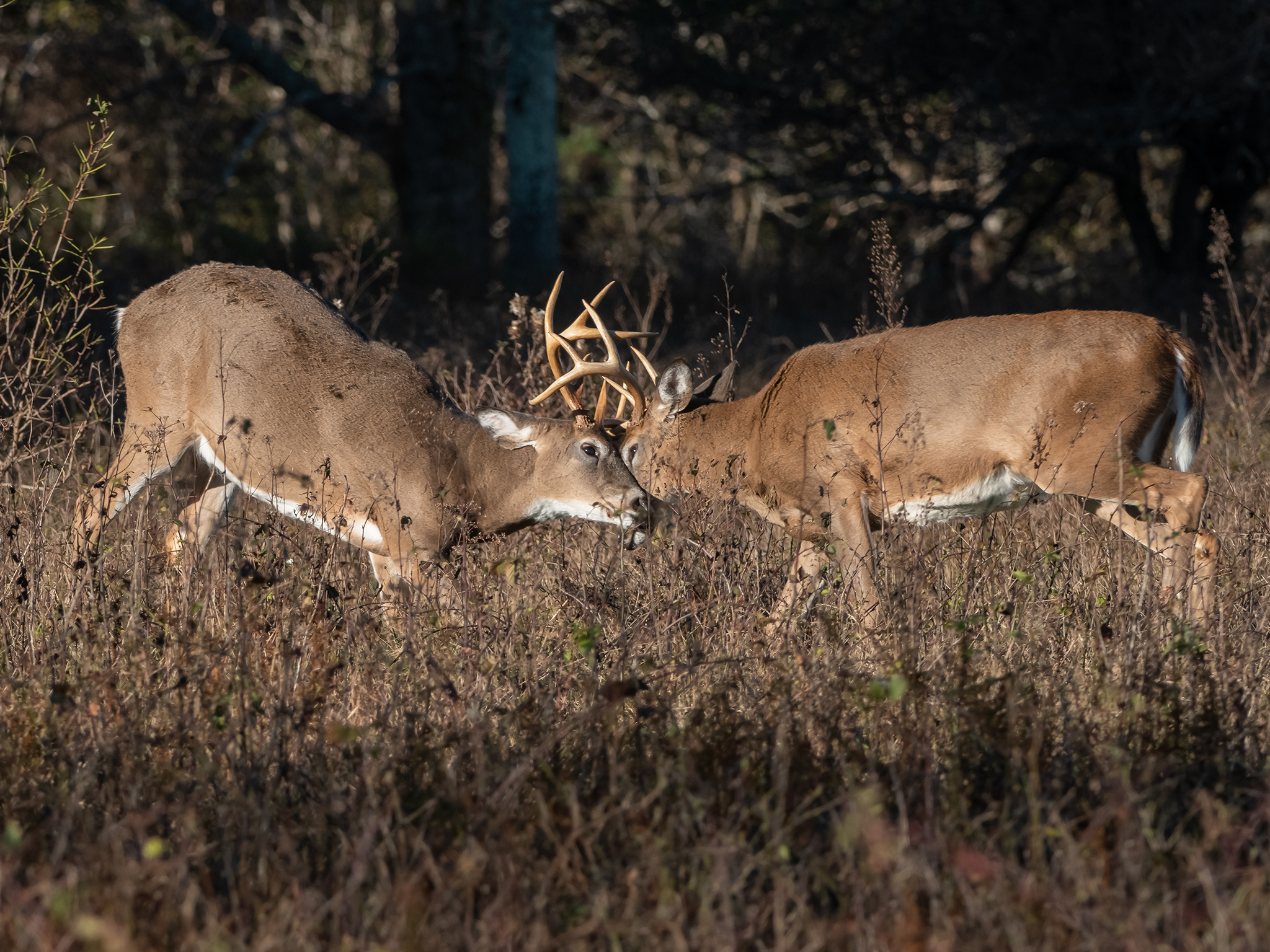 Two male deer with antlers are fighting in a field of dry grass and plants, with dark trees and shadows in the background.
