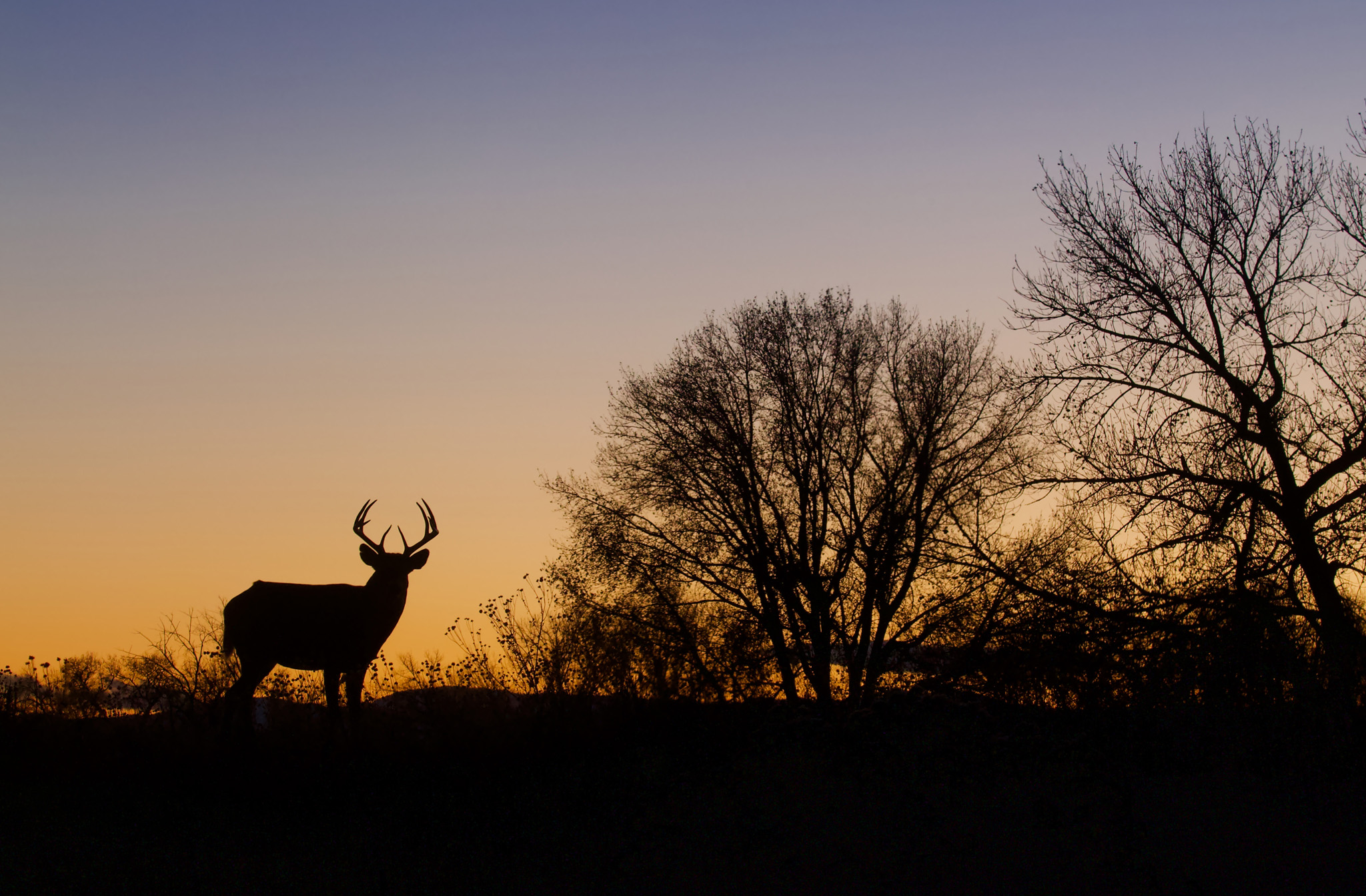 A silhouette of a deer with large antlers stands near leafless trees at dusk, with a clear sky transitioning from orange near the horizon to deep blue above.
