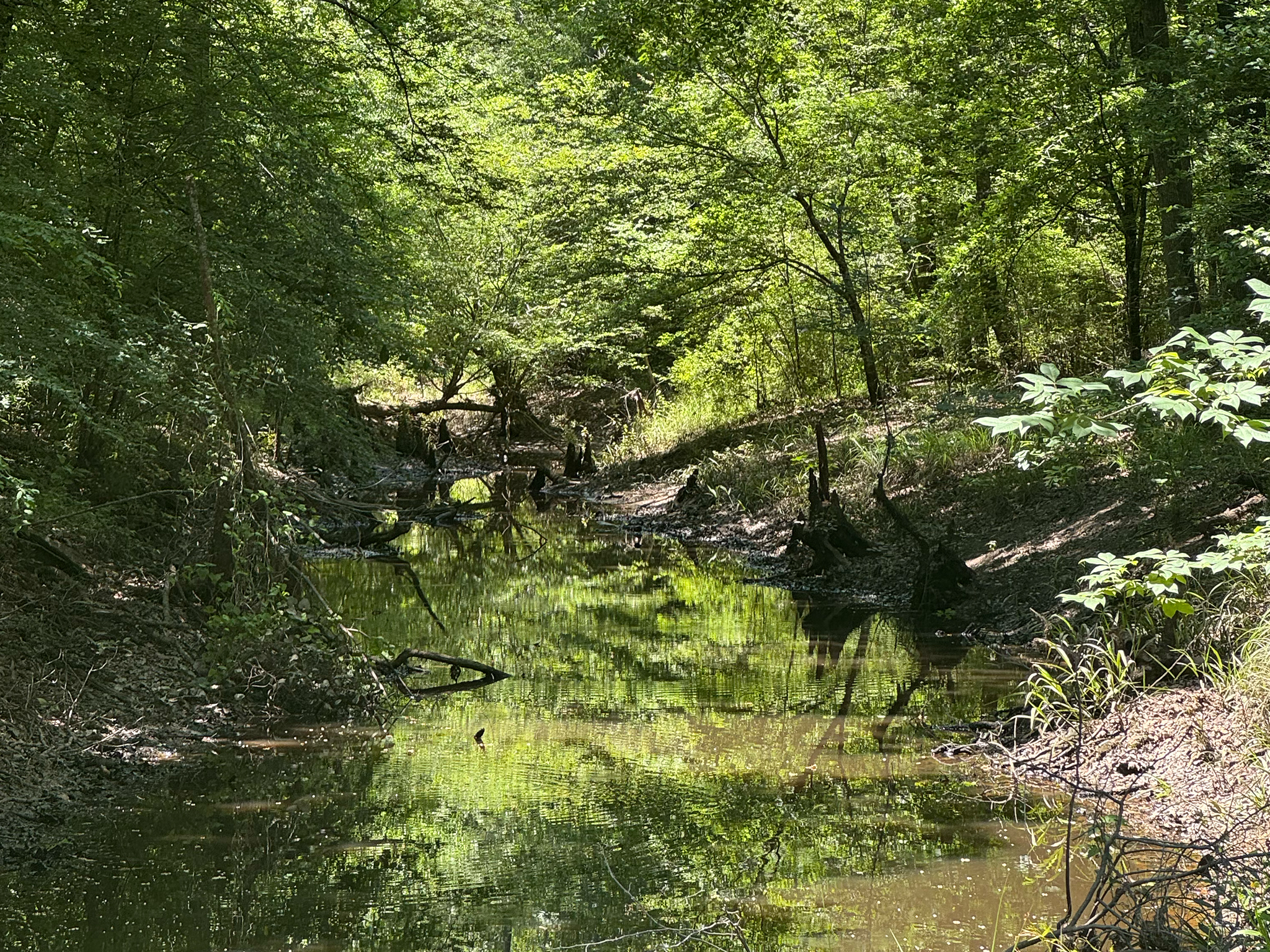 A narrow, shallow creek flows through a lush, green forest with sunlight filtering through the trees and reflecting on the water. Fallen branches and vegetation line the banks, creating a serene, natural scene.