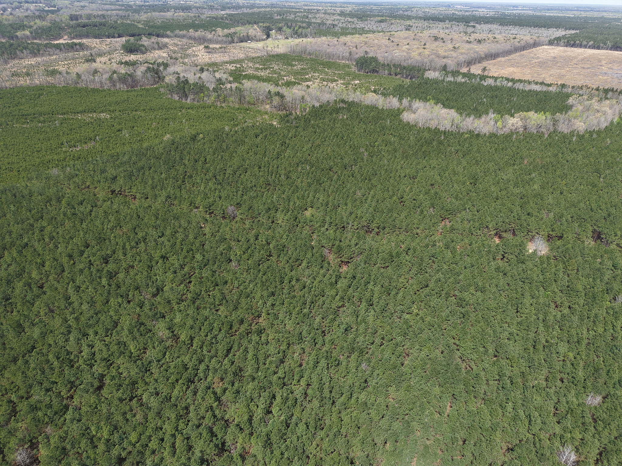 Aerial view of a dense green forest with patches of leafless trees and open land in the background under a clear sky.