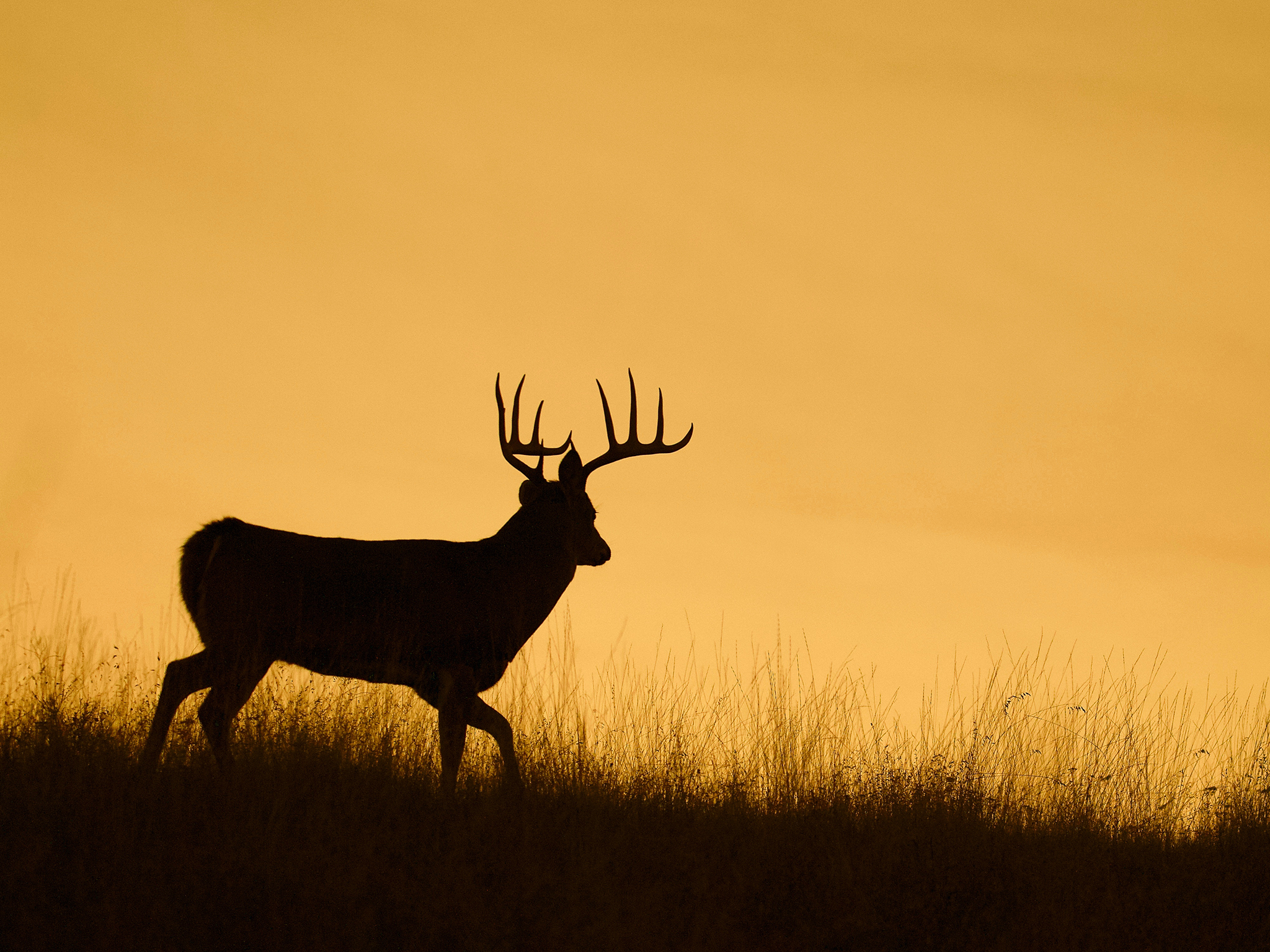 Silhouette of a deer with large antlers standing in tall grass on a hill at sunset, with a warm orange and yellow sky in the background.