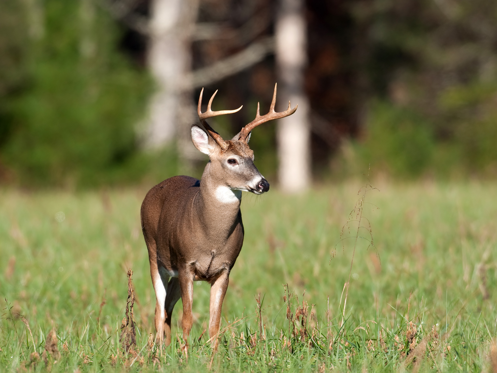 A white-tailed deer with antlers stands alert in a sunlit grassy field, with blurred trees in the background.