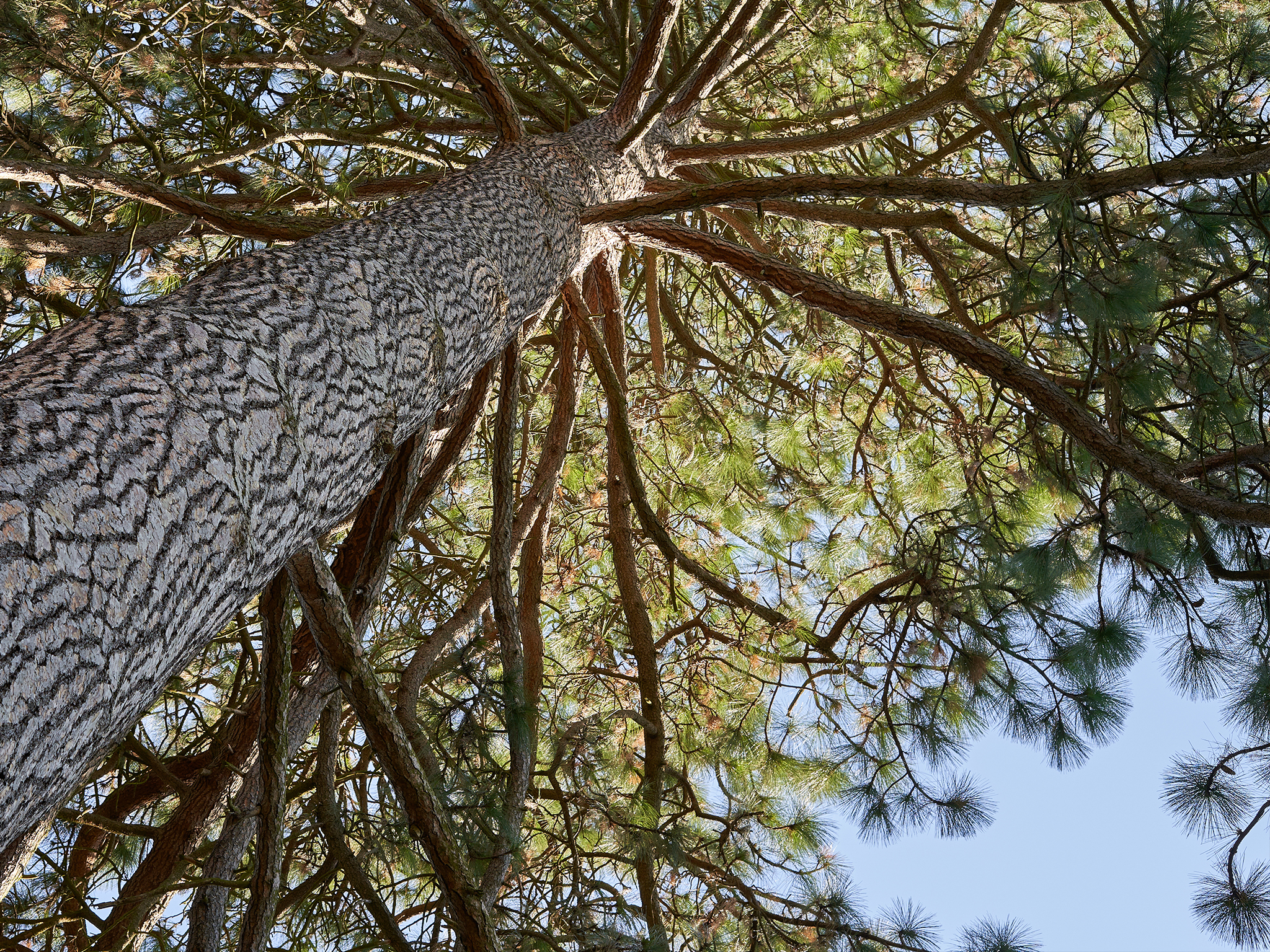 View looking up at the trunk and branches of a tall pine tree, with textured bark and green needle-like leaves against a clear blue sky. Sunlight filters through the branches.