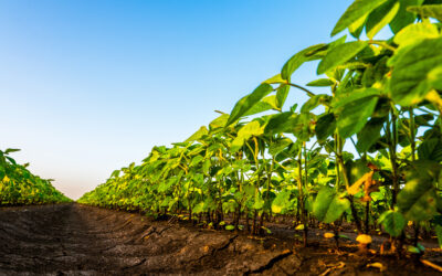 Farm Bill Stalls in the Senate: What Landowners Need to Know About CRP’s Next Five Years