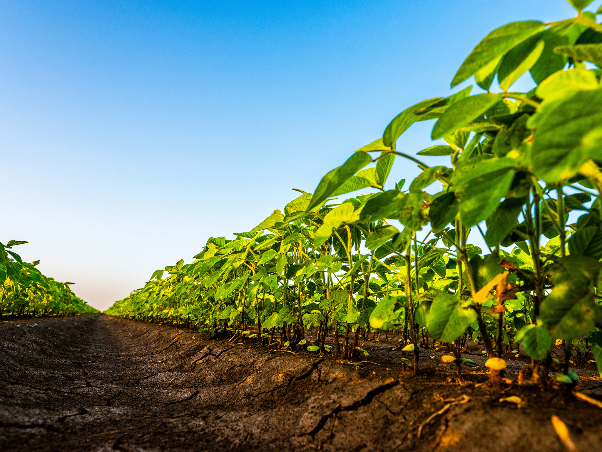 Close-up view of green plants growing in rows in a field, with rich brown soil and a clear blue sky in the background, suggesting healthy agricultural crops on a sunny day.