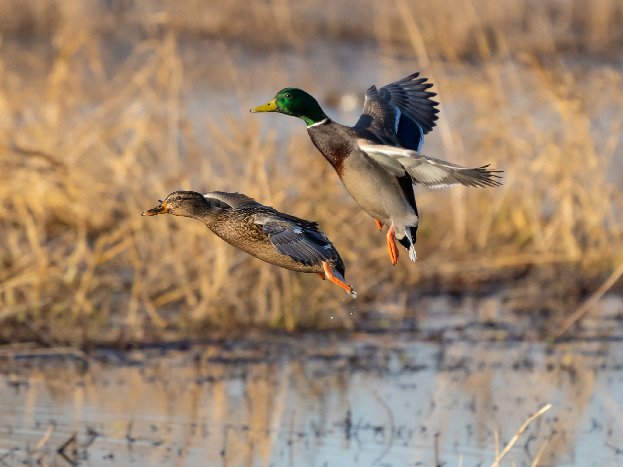 Two mallard ducks, a male with a green head and a female with brown feathers, are flying low over a wetland with dry grass in the background and water below them.