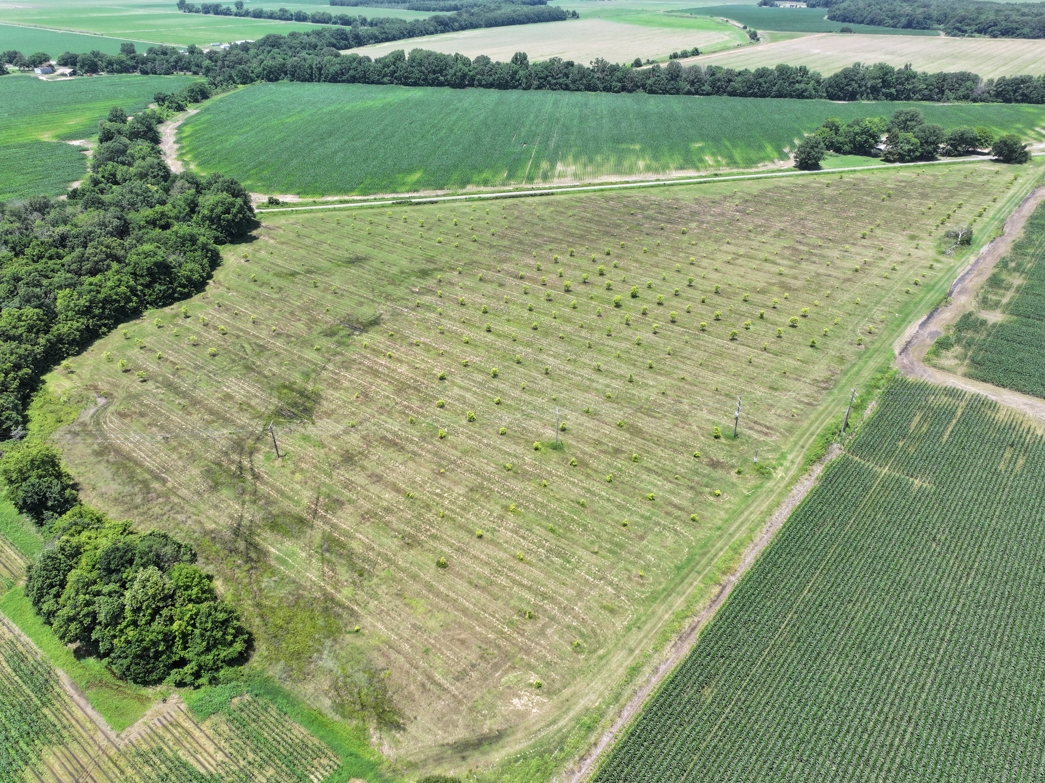 Aerial view of a large agricultural field with rows of newly planted trees, surrounded by established crops, a dirt road, and patches of forested areas.