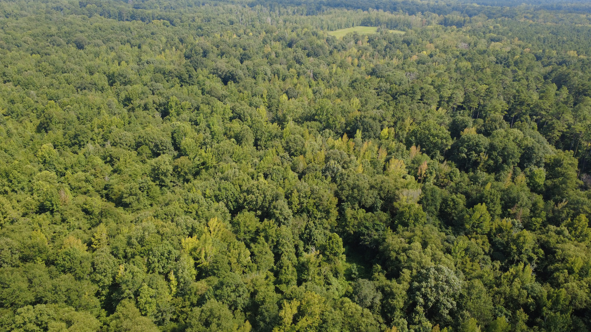 Aerial view of a dense, green forest stretching to the horizon, with a small grassy clearing visible in the distance under a clear sky.