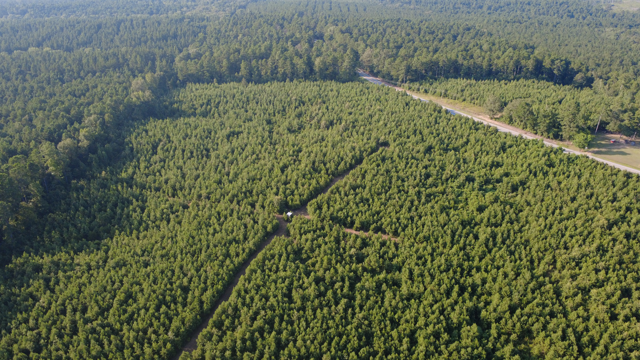 Aerial view of a dense green pine forest intersected by dirt paths, with a small building at the paths center and more trees and a road visible in the background.