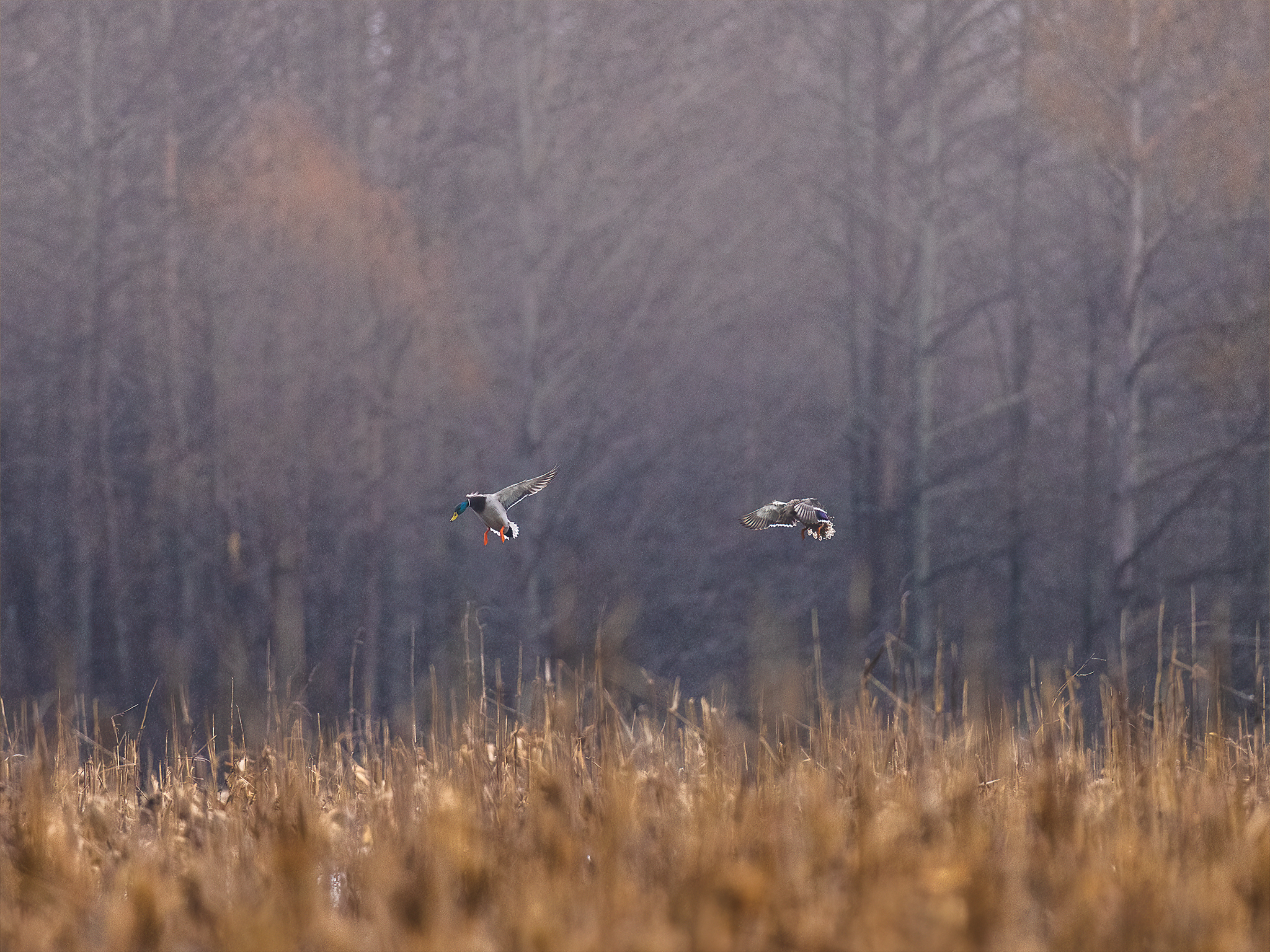 Two ducks fly low over a field of tall, golden-brown grass with bare trees and a misty, muted forest in the background.