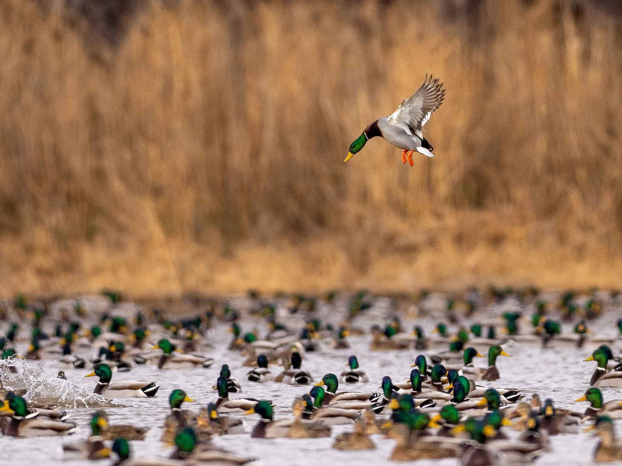 A mallard duck flies above a large group of ducks swimming and resting on a pond, with tall golden grass in the background.