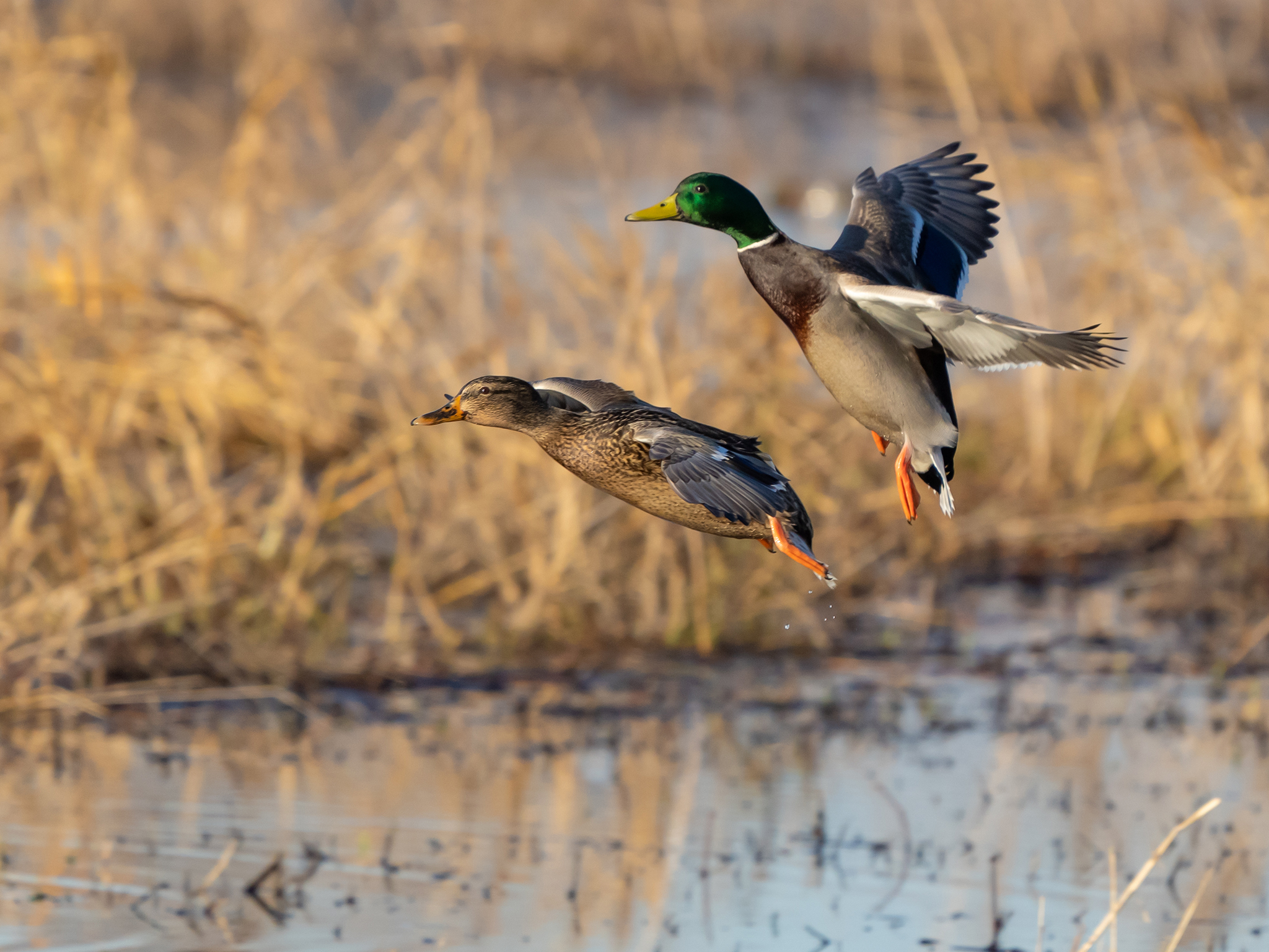 Two mallard ducks, a female and a male, are flying low over a wetland area with tall, dry grass and shallow water visible in the background.