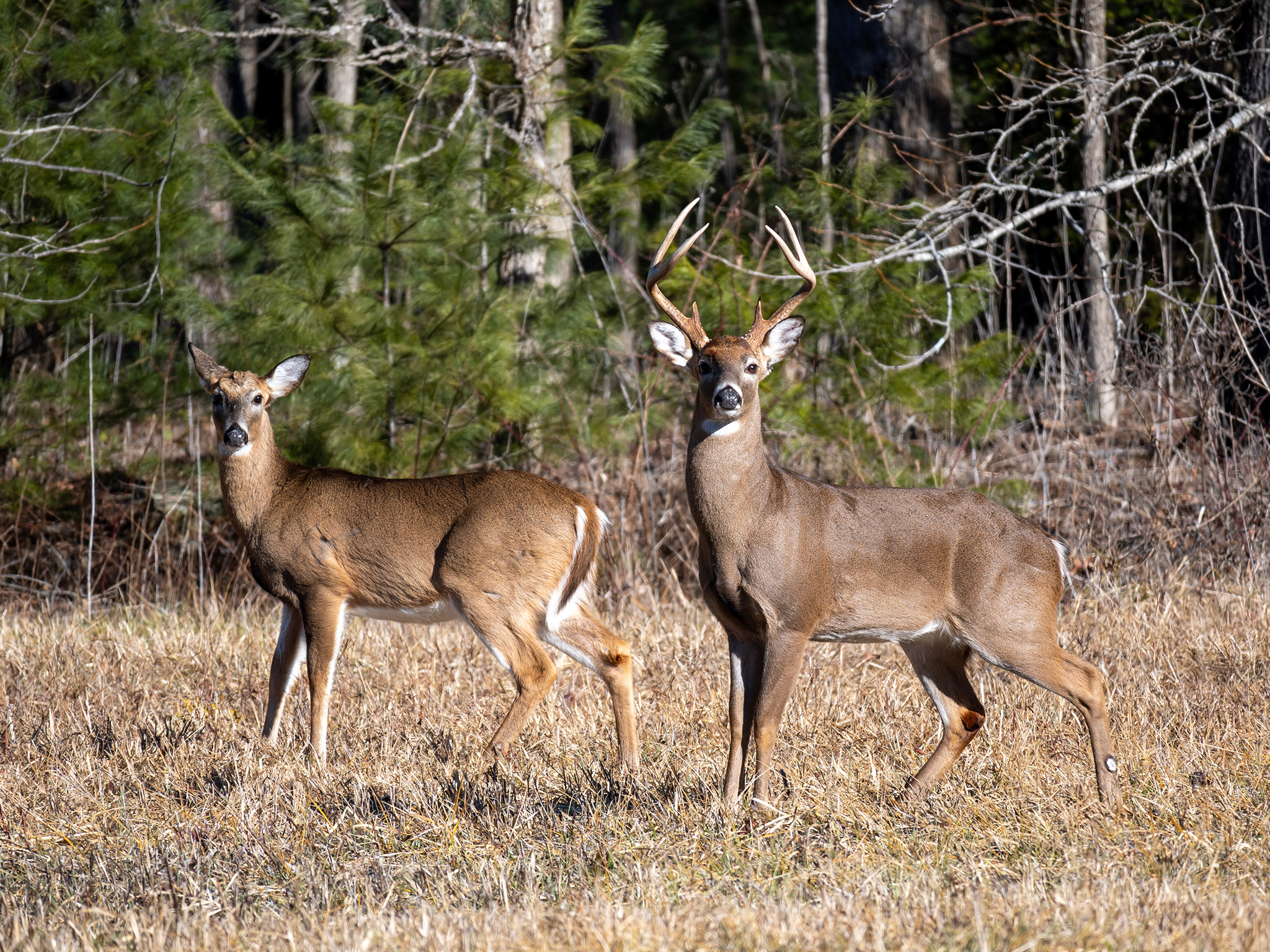 Two deer stand alert in a grassy clearing; one has antlers, and the other does not. Pine trees and bare branches are visible in the background, indicating a forest setting.