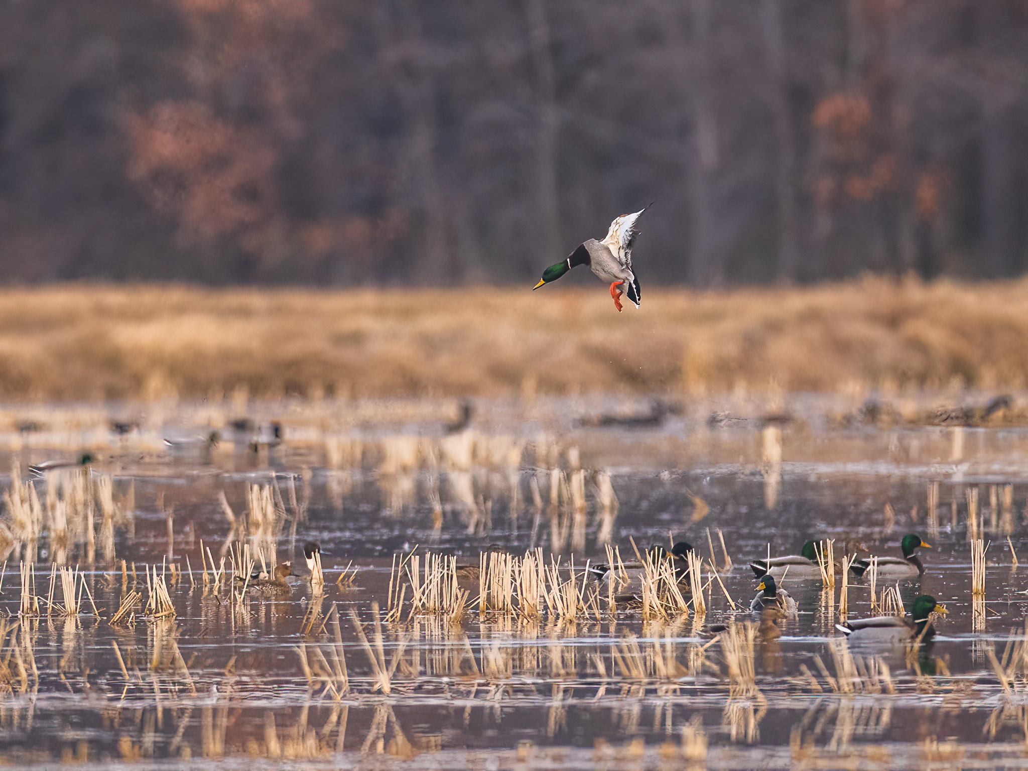 A mallard duck in flight above a wetland with other ducks swimming among reeds.
